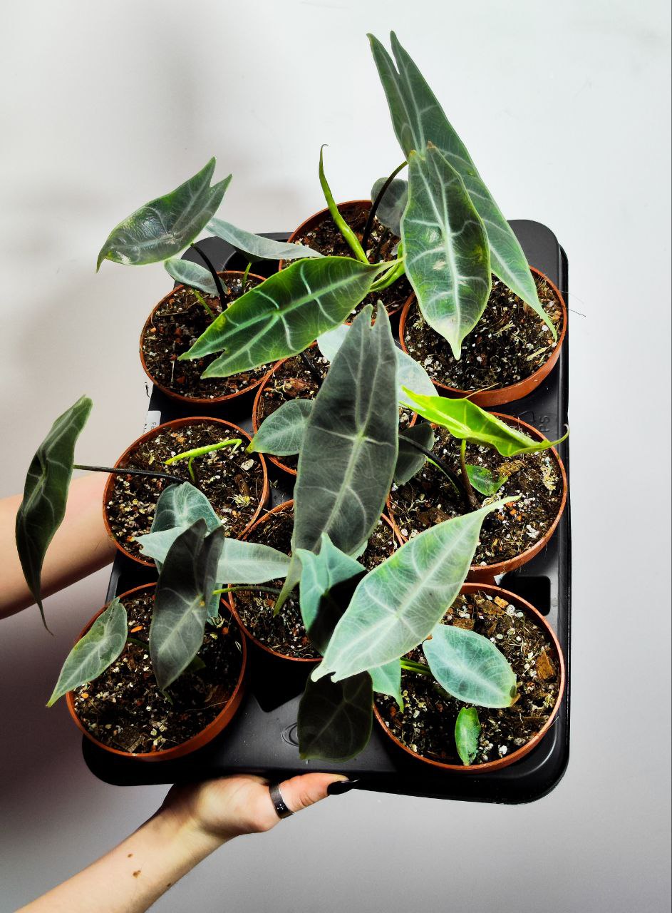 Алоказия Лонгилоба Сильвер (Alocasia Longiloba Silver) D10см