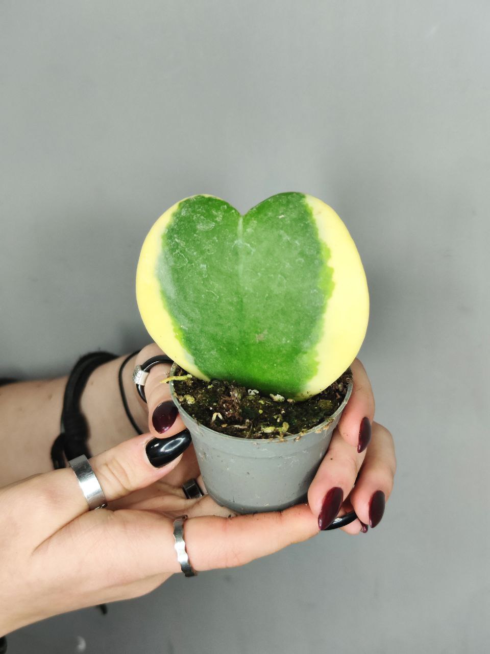 Хойя Керри Вариегатная (Hoya Kerrii Variegated) D6см