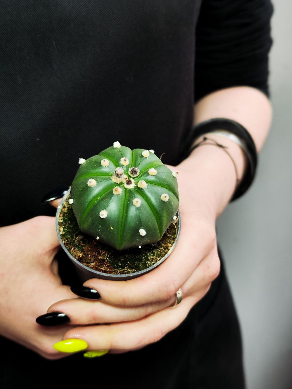 Астрофитум Астериас Гибридный (Astrophytum Asterias cv. Ruri Kabuto) D5см