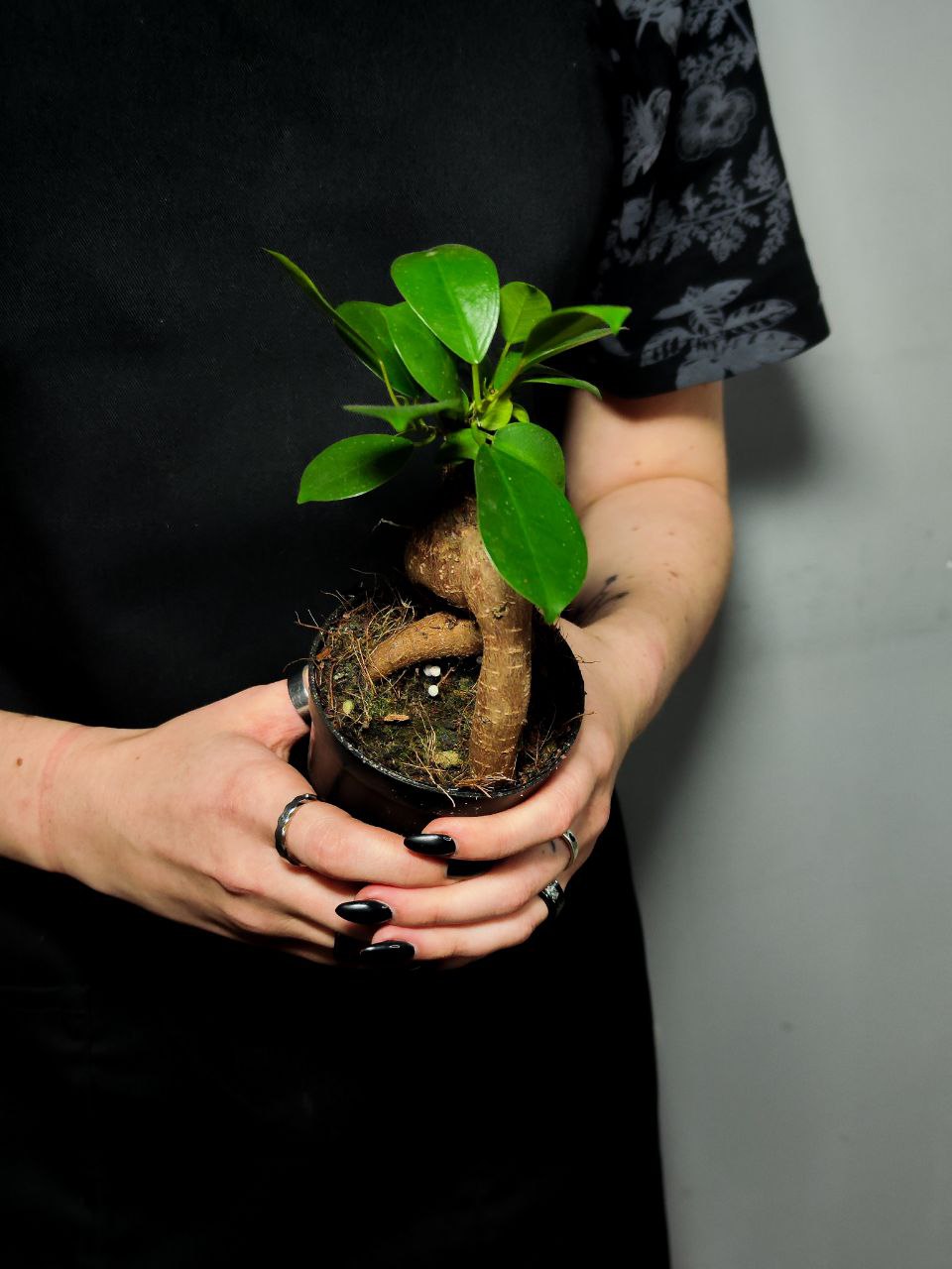 Фикус Гинсенг, или Фикус Женьшень (Ficus Ginseng) D9см
