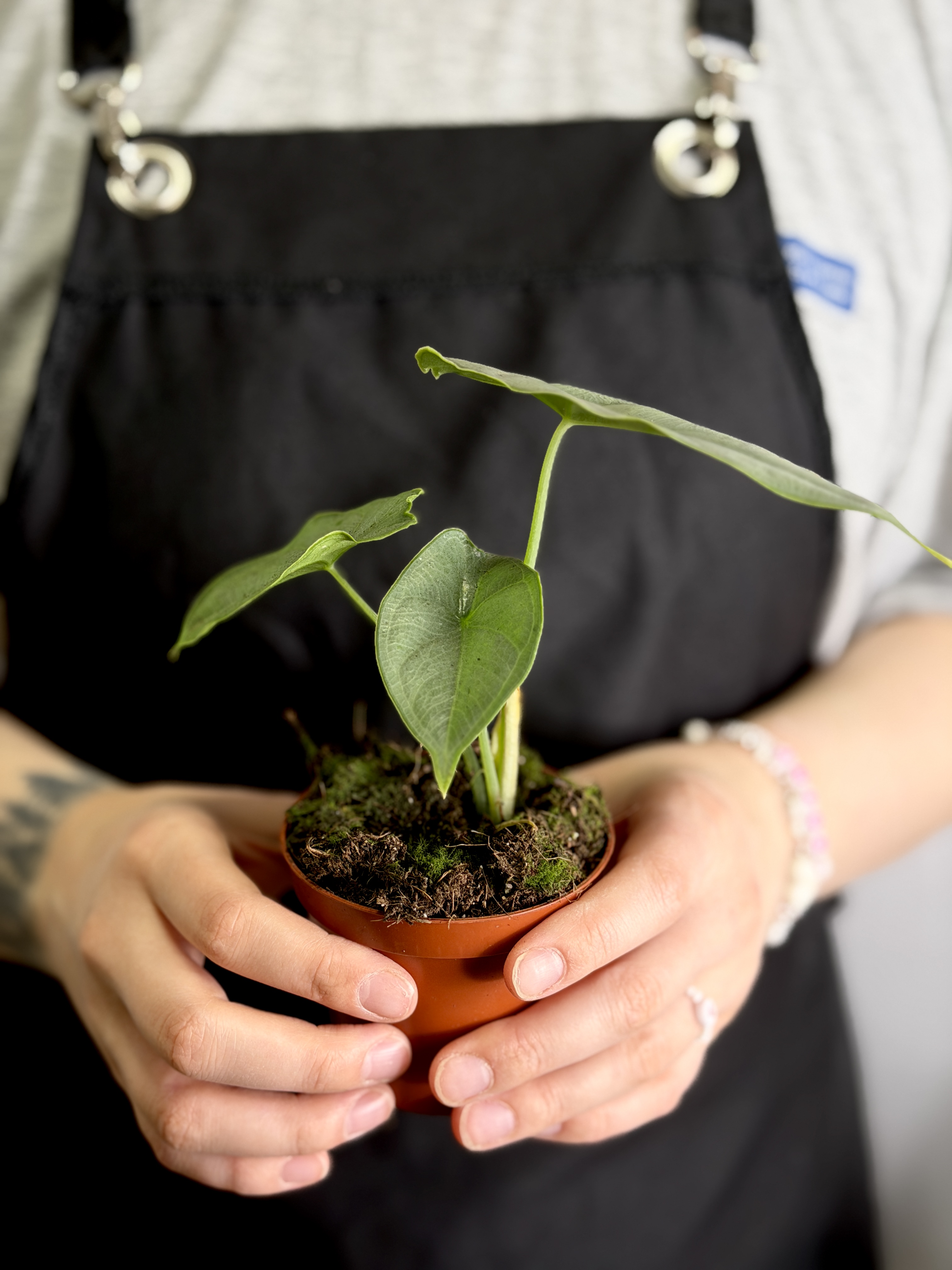 Алоказия Пунчак Борнео (Alocasia Puncakborneensis) D8см