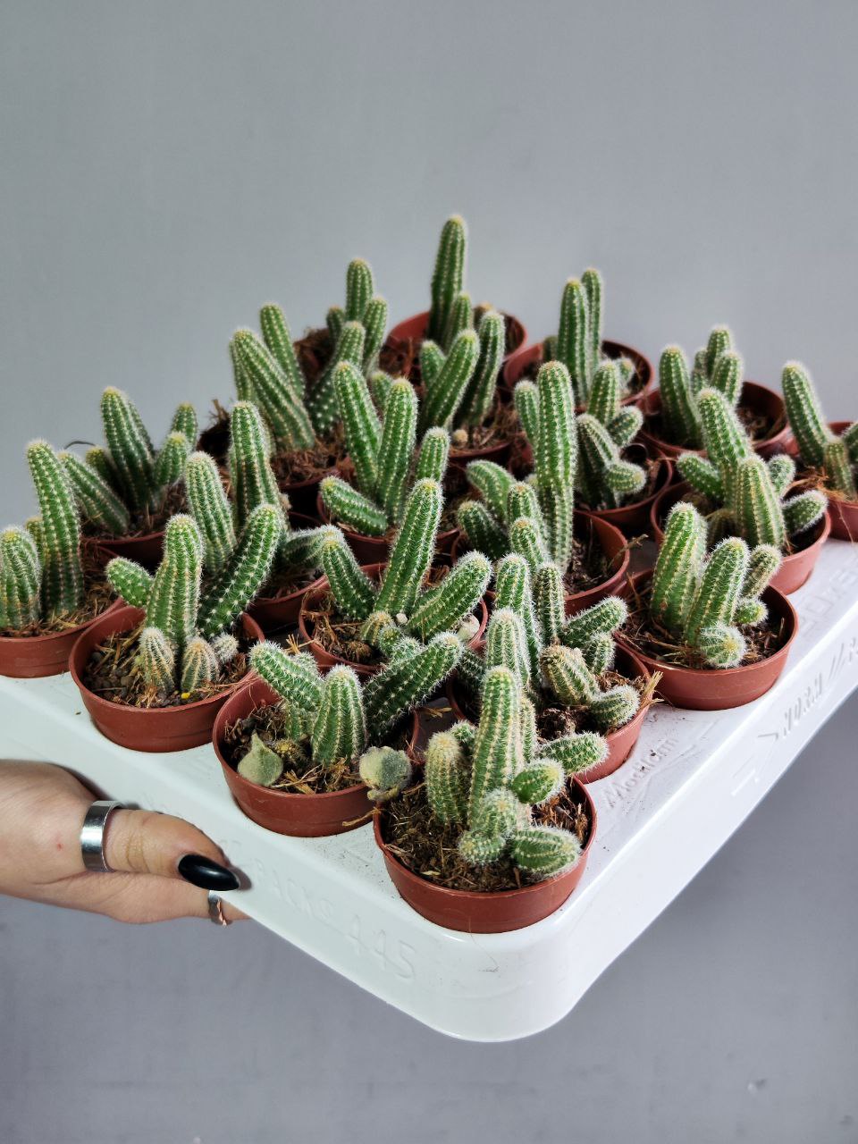 Кактус Хамецереус Сильвестра (Chamaecereus Silvestrii) D5см