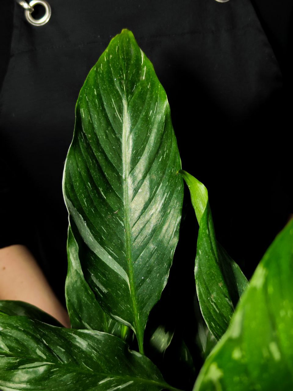 Спатифиллум Домино (Spathiphyllum Domino) D12см