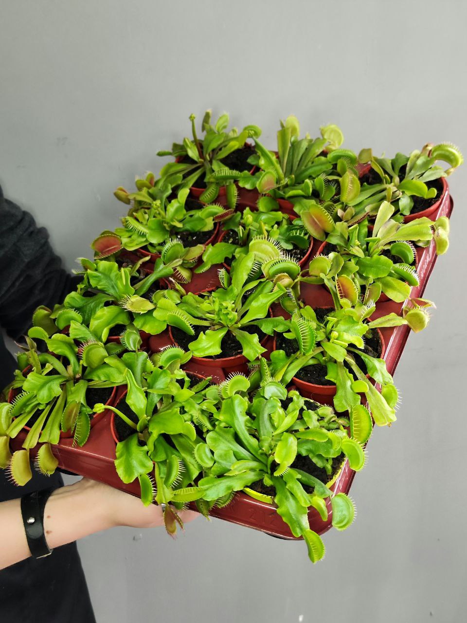 Венерина мухоловка, зеленая (Dionaea Muscipula) D9см