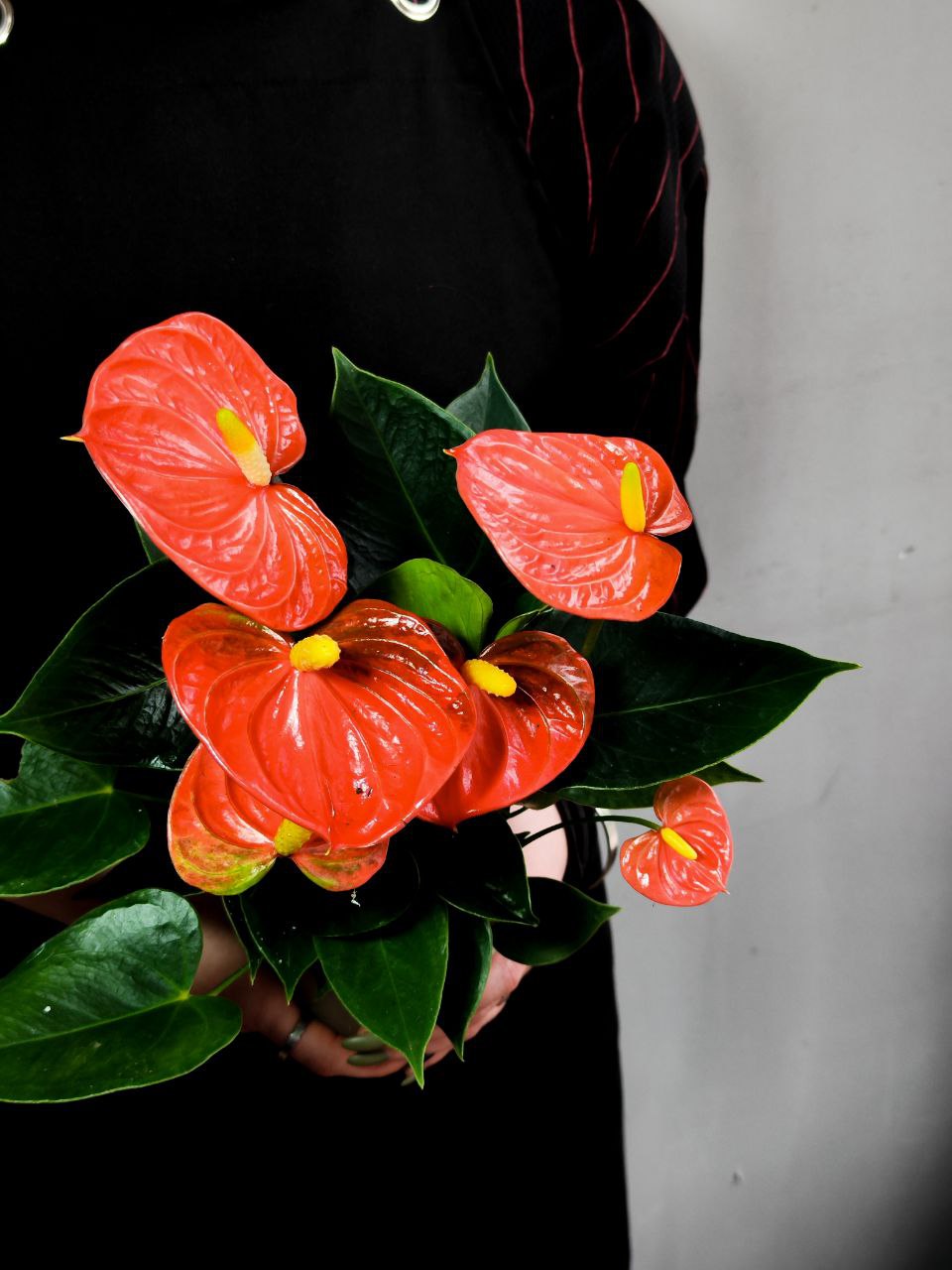 Антуриум Андре Оранжевый (Anthurium Аndraeanum Orange) D9см