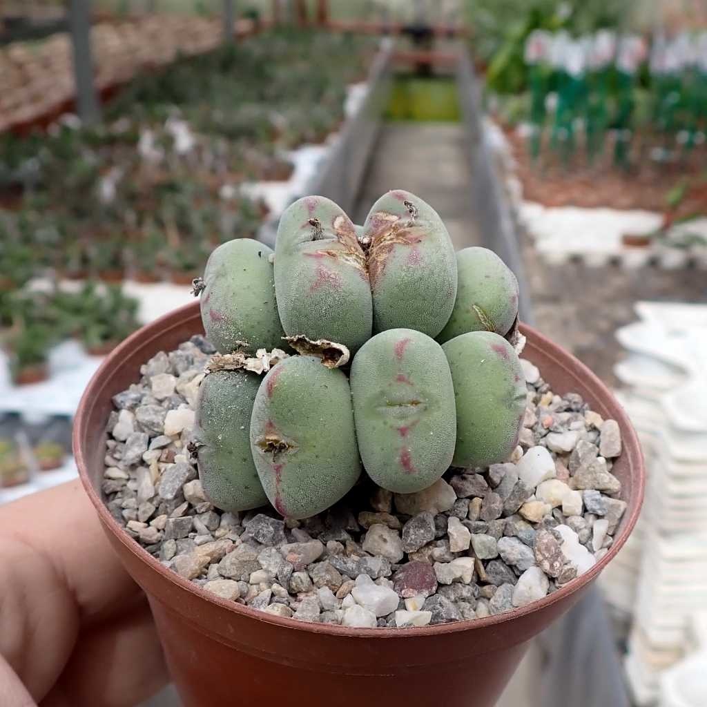Конофитум Мейера (Conophytum meyeri) D5см