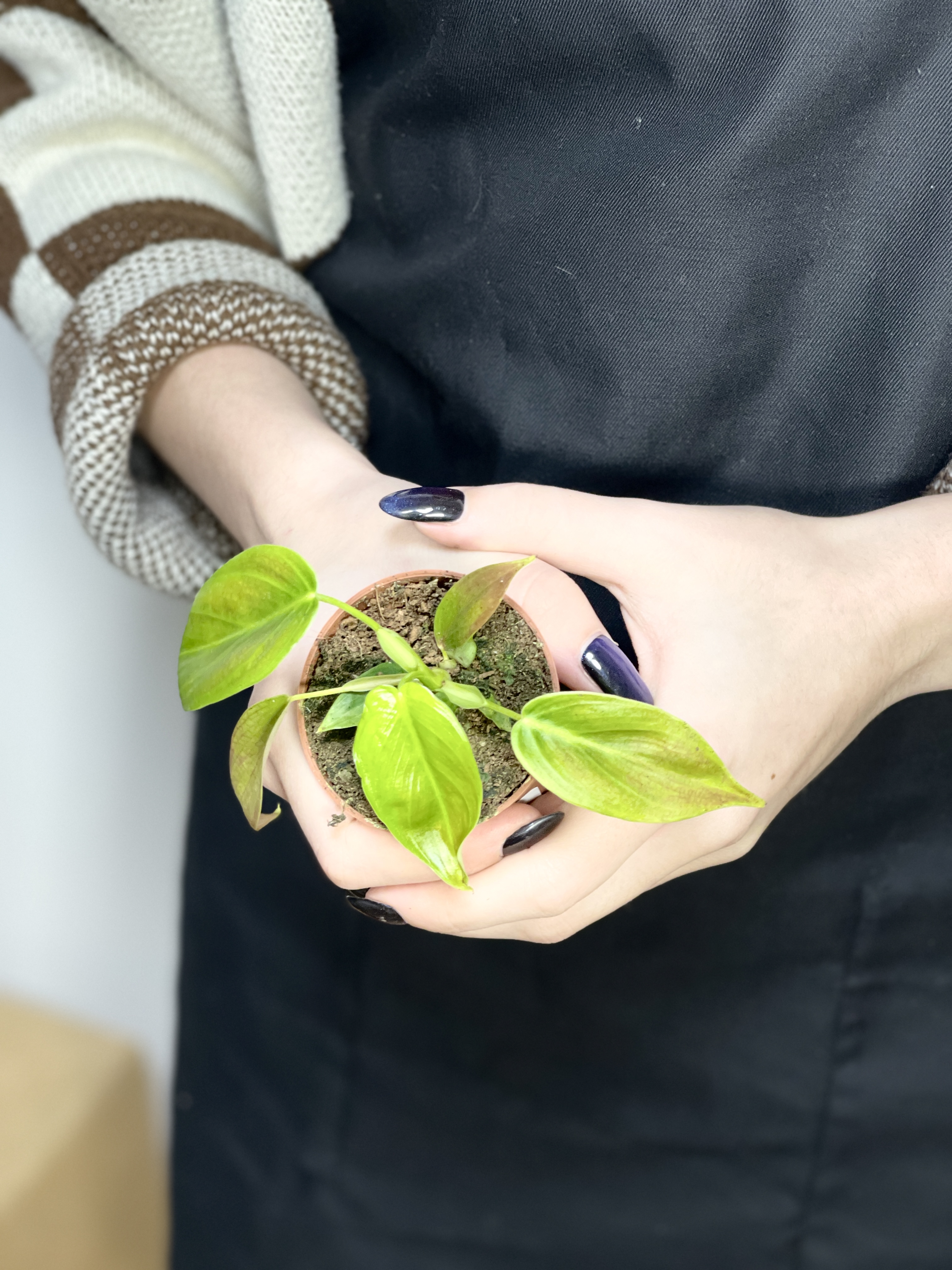 Филодендрон Эсмеральда (Philodendron Esmeralde) D6см