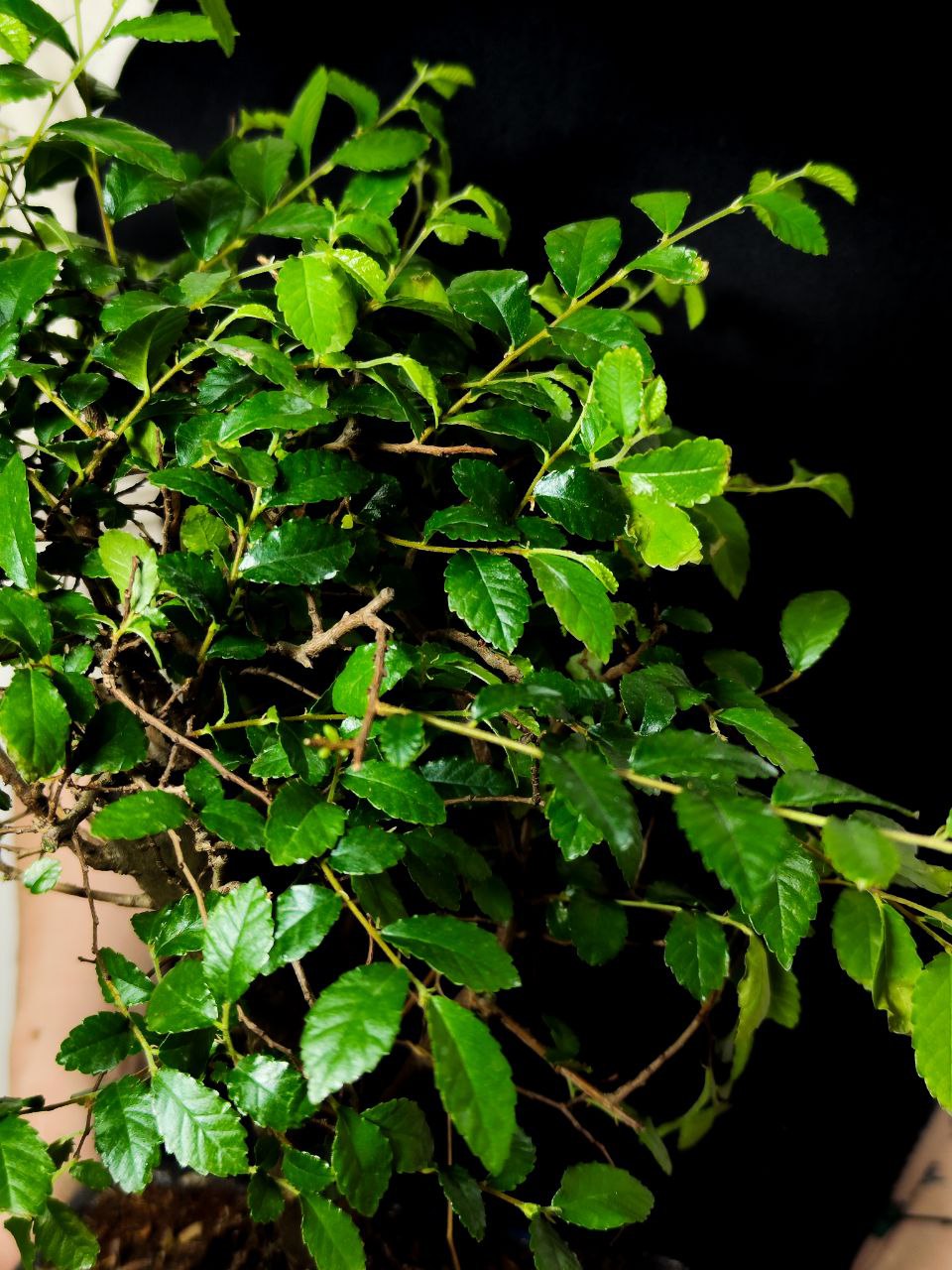 Бонсай Вяз Мелколистный Прямой (Ulmus Parvifolia)