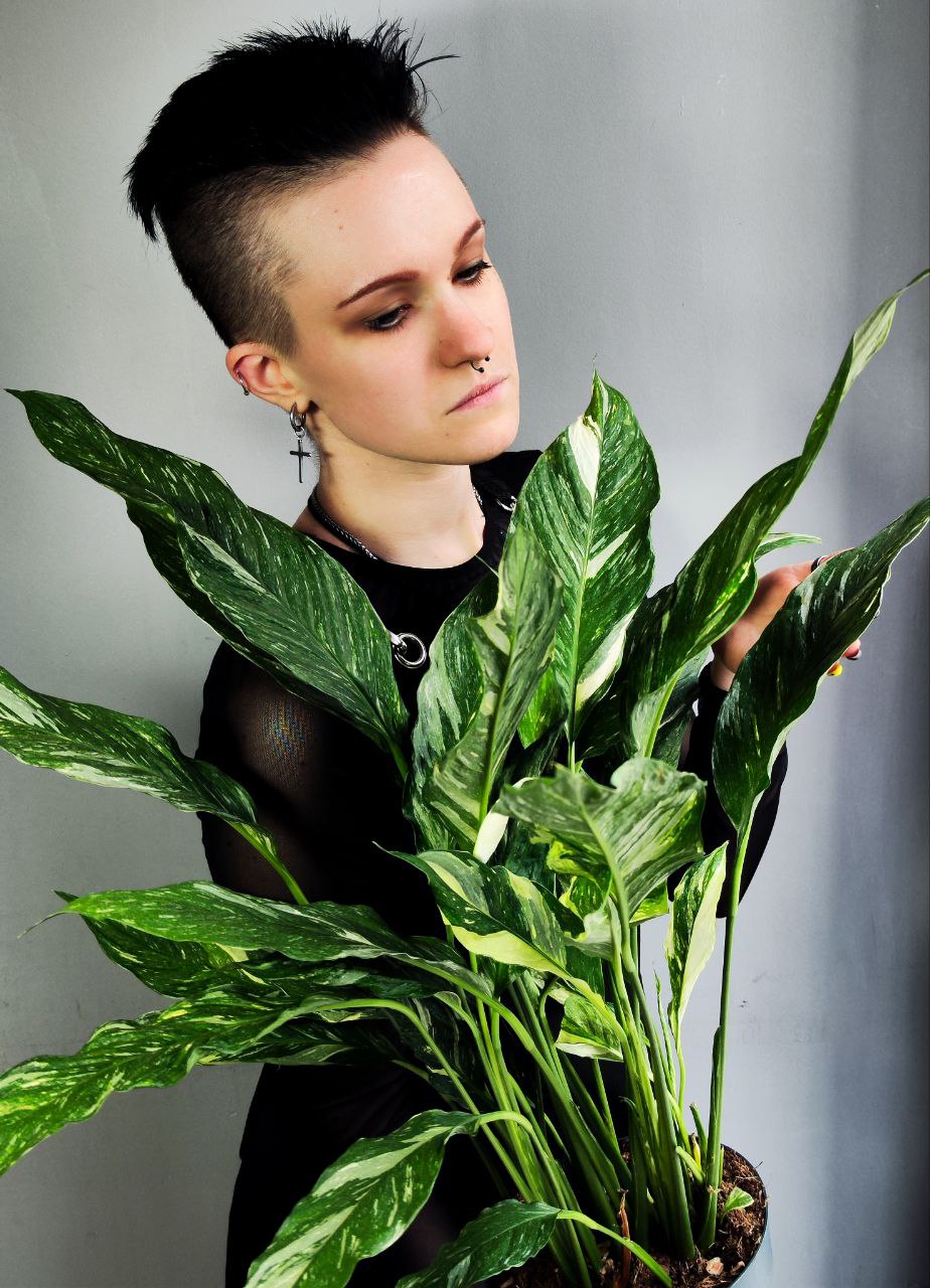 Спатифиллум Вариегатный Даймонд (Spathiphyllum Diamond Variegated) D14см