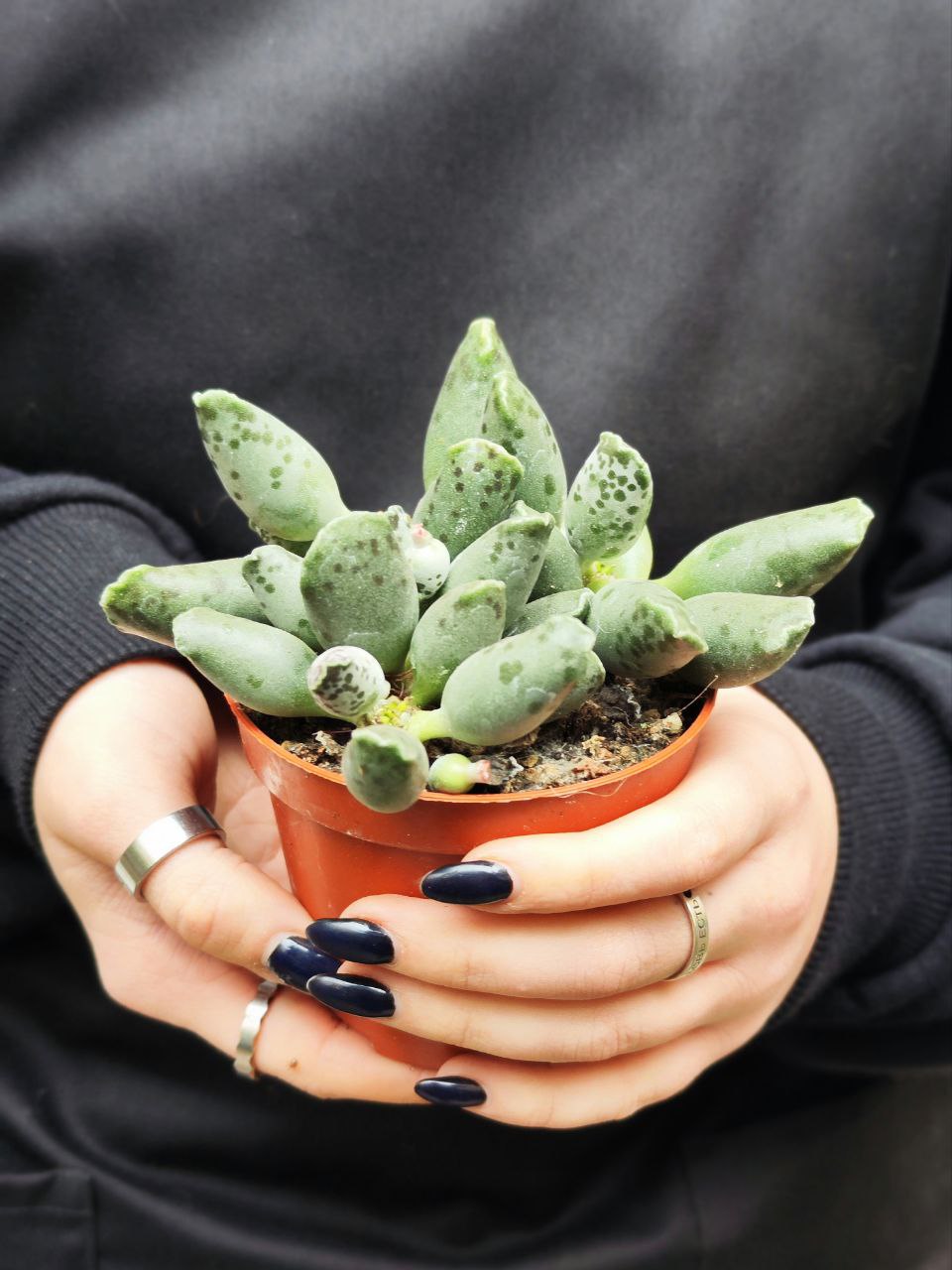 Адромискус Грей (Adromischus Grey) D8см