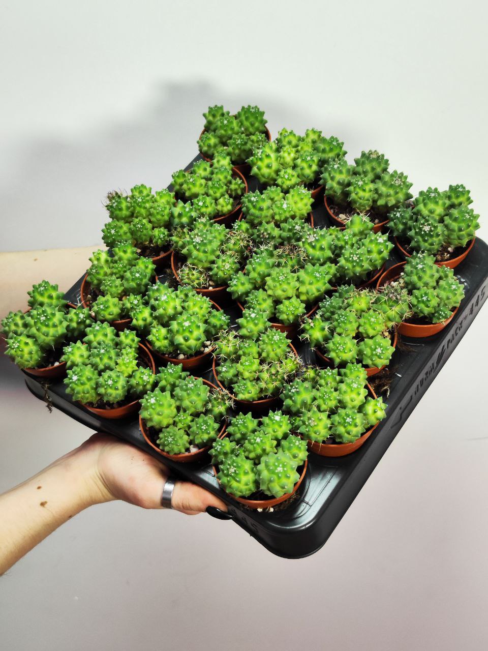 Маммиллярия Толука (Mammillaria Toluca) D5см