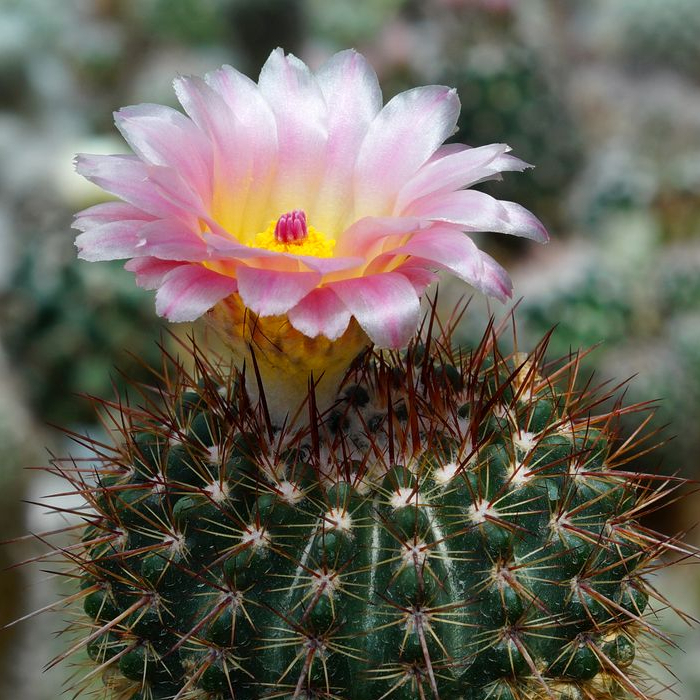 Нотокактус Юбельмания Пектинифера (Notocactus Uebelmannianus Pectinifera) D5см