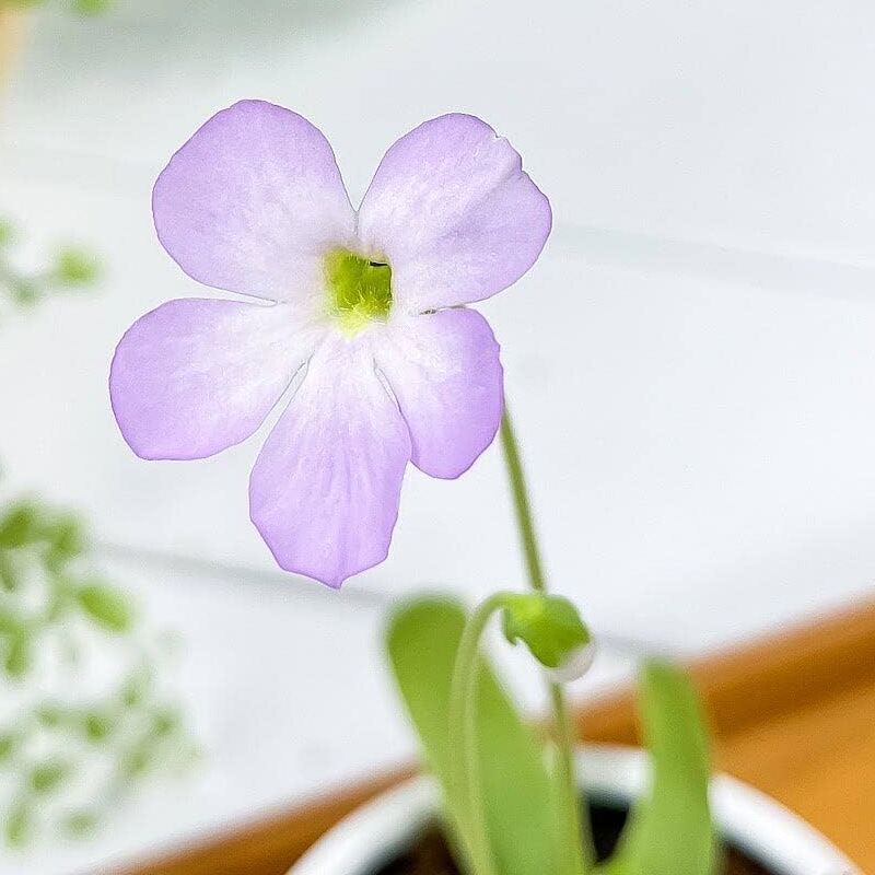 Жирянка Мостезума Гигантеа (Pinguicula Moctezumae x Gigantea) D12см