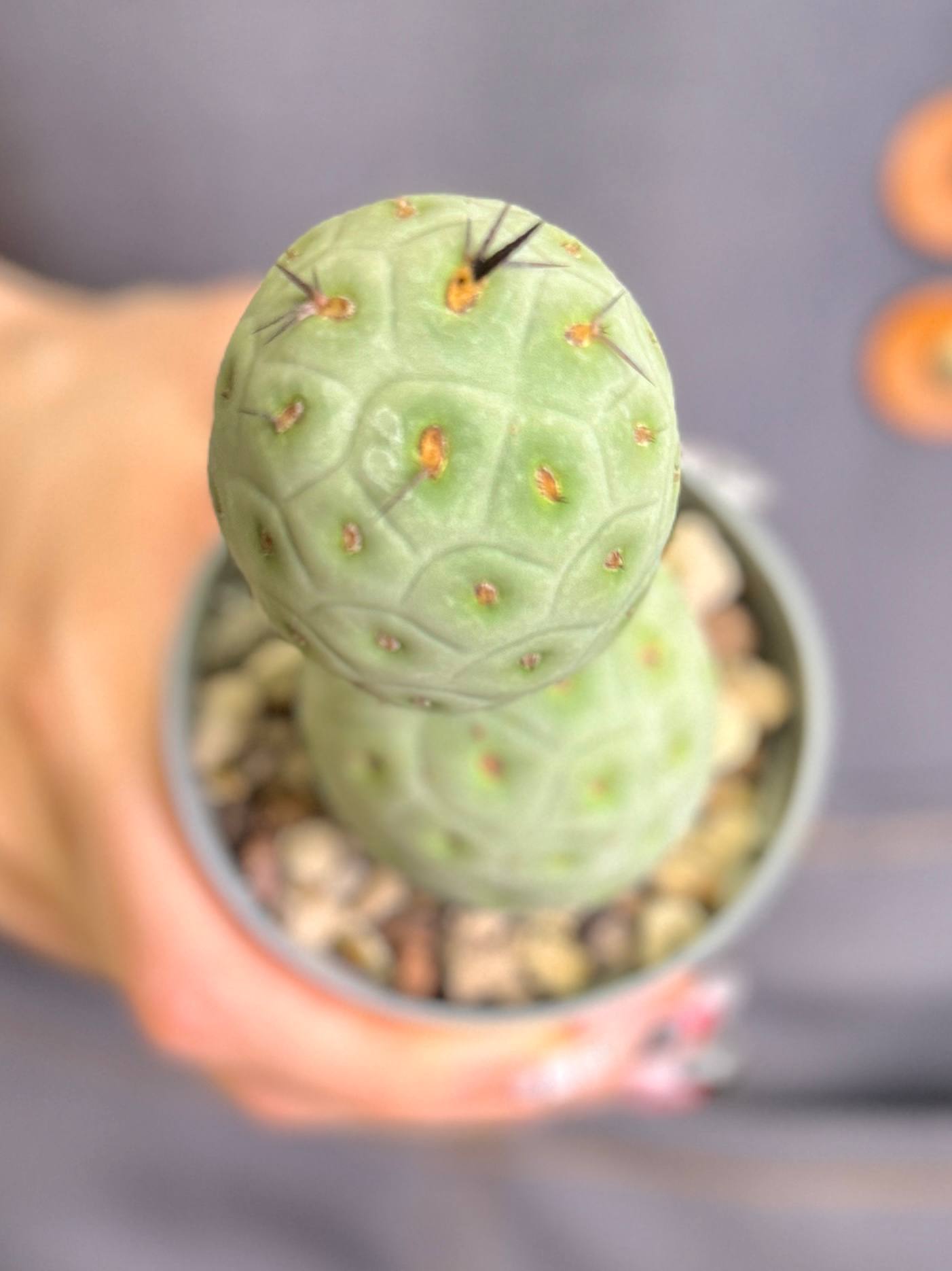 Тефрокактус Геометрический (Tephrocactus Geometricus) D6,5см