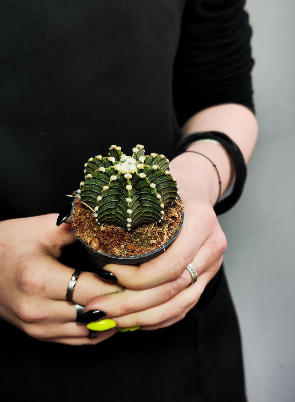 Гимнокалициум Фридриха Аква Дульче (Gymnocalycium friedrichii Agua Dulce) D5см