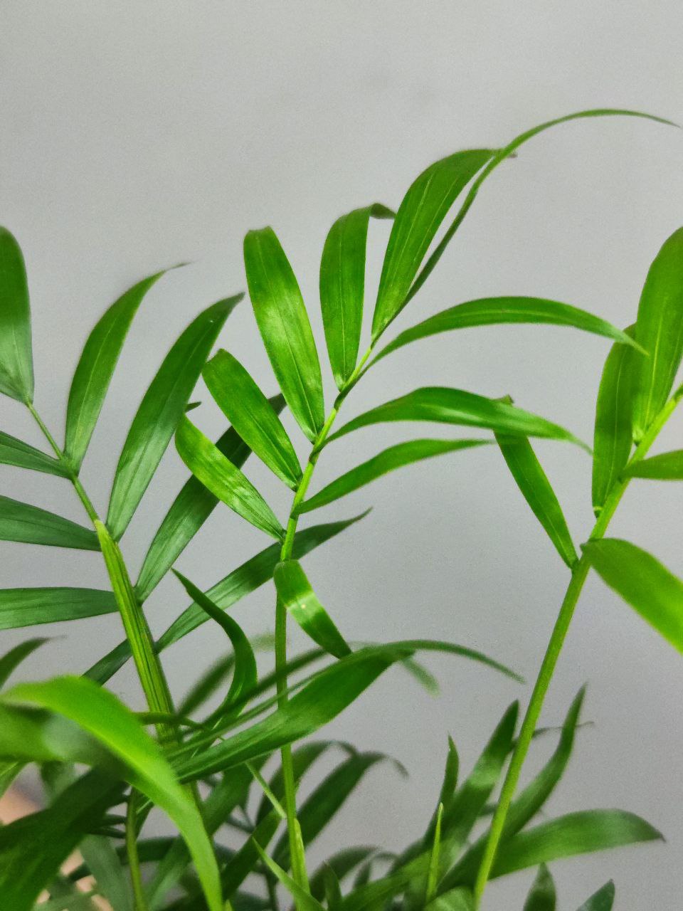 Хамедорея Изящная, или Бамбуковая Пальма (Chamaedorea Elegans) D9см