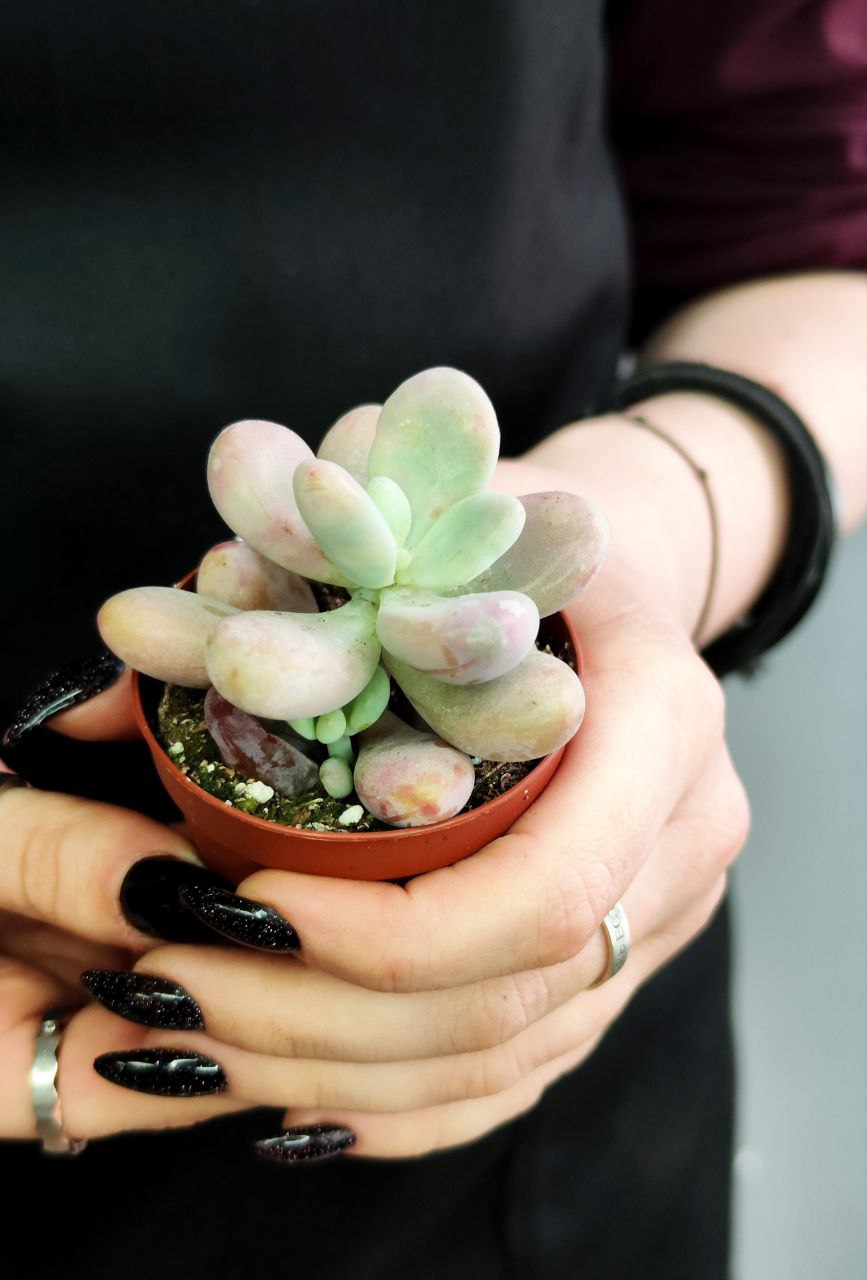 Пахифитум Момобиджин (Pachyphytum Momobijn) D5см