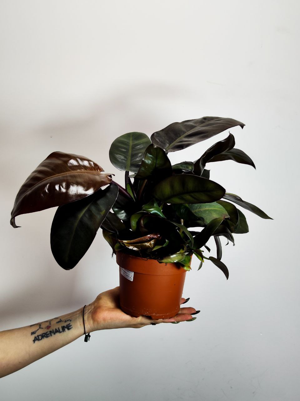 Филодендрон Блэк Кардинал (Philodendron Black Cardinal) D12см