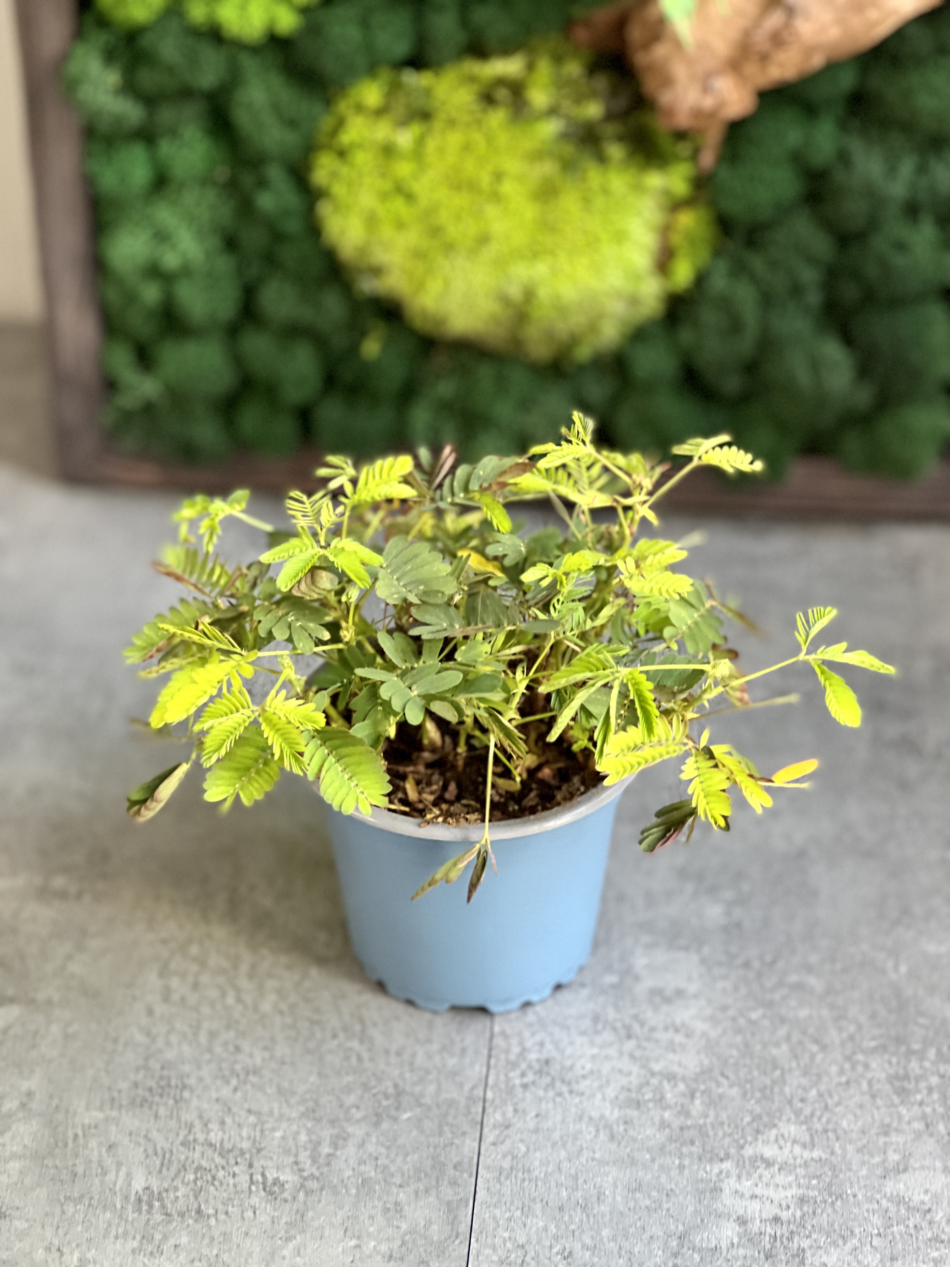 Стыдливая Мимоза (Mimosa Pudica) D9см