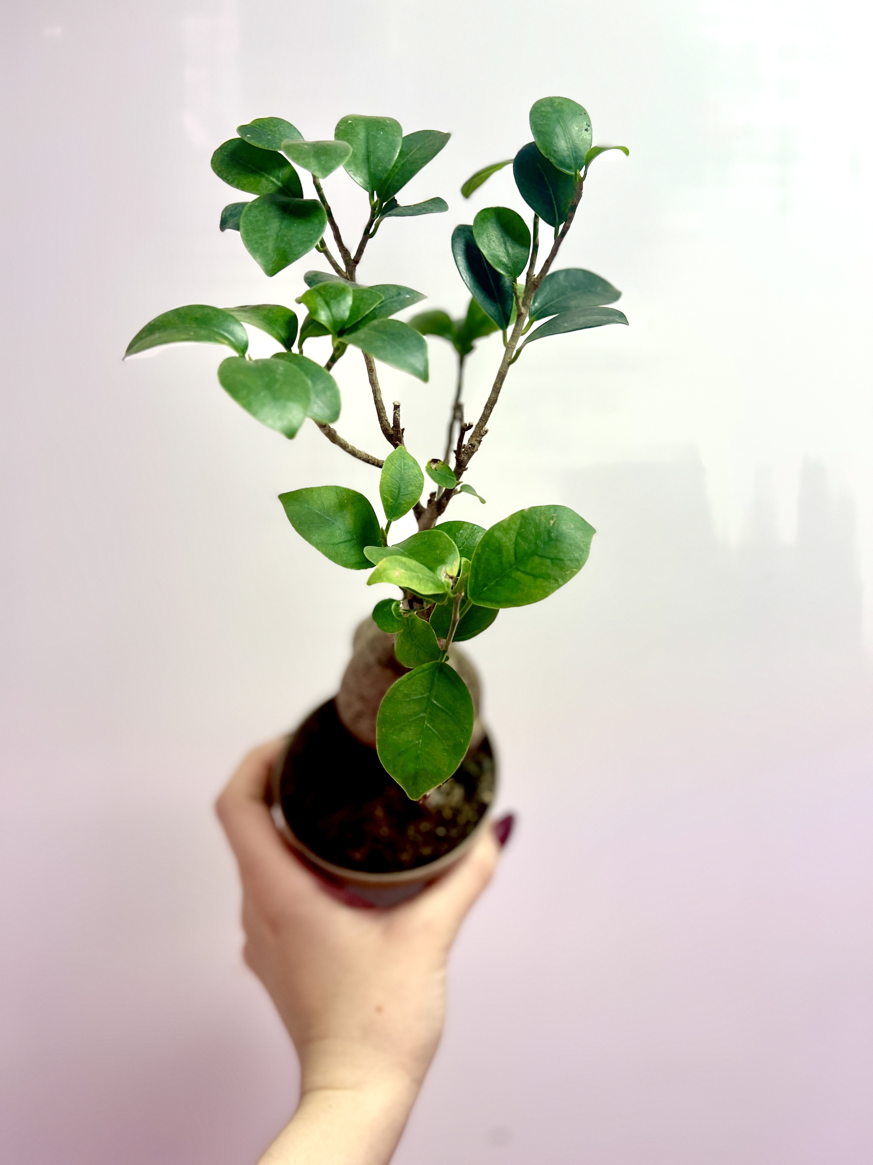 Бонсай Фикус микрокарпа (Ficus microcarpa) D11см (уцененный)