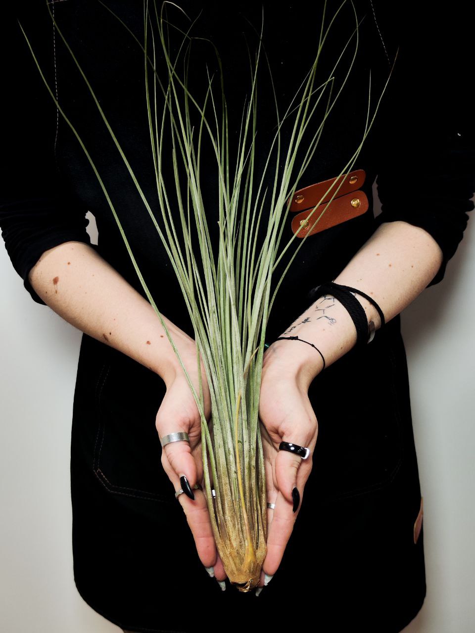 Тилландсия Ситниковая XL (Tillandsia Juncea)