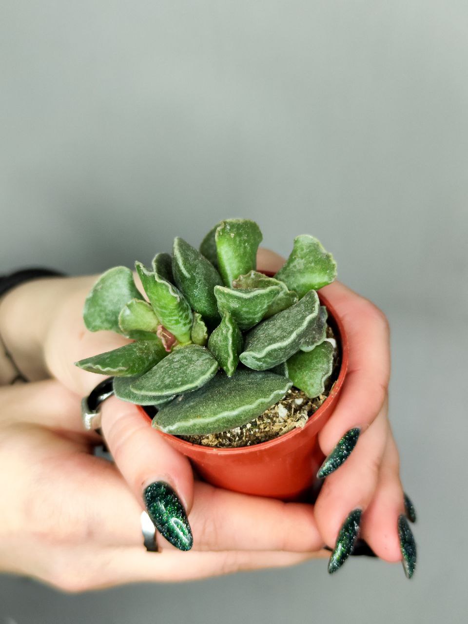 Адромискус Купера (Adromischus Cooperii) D5см