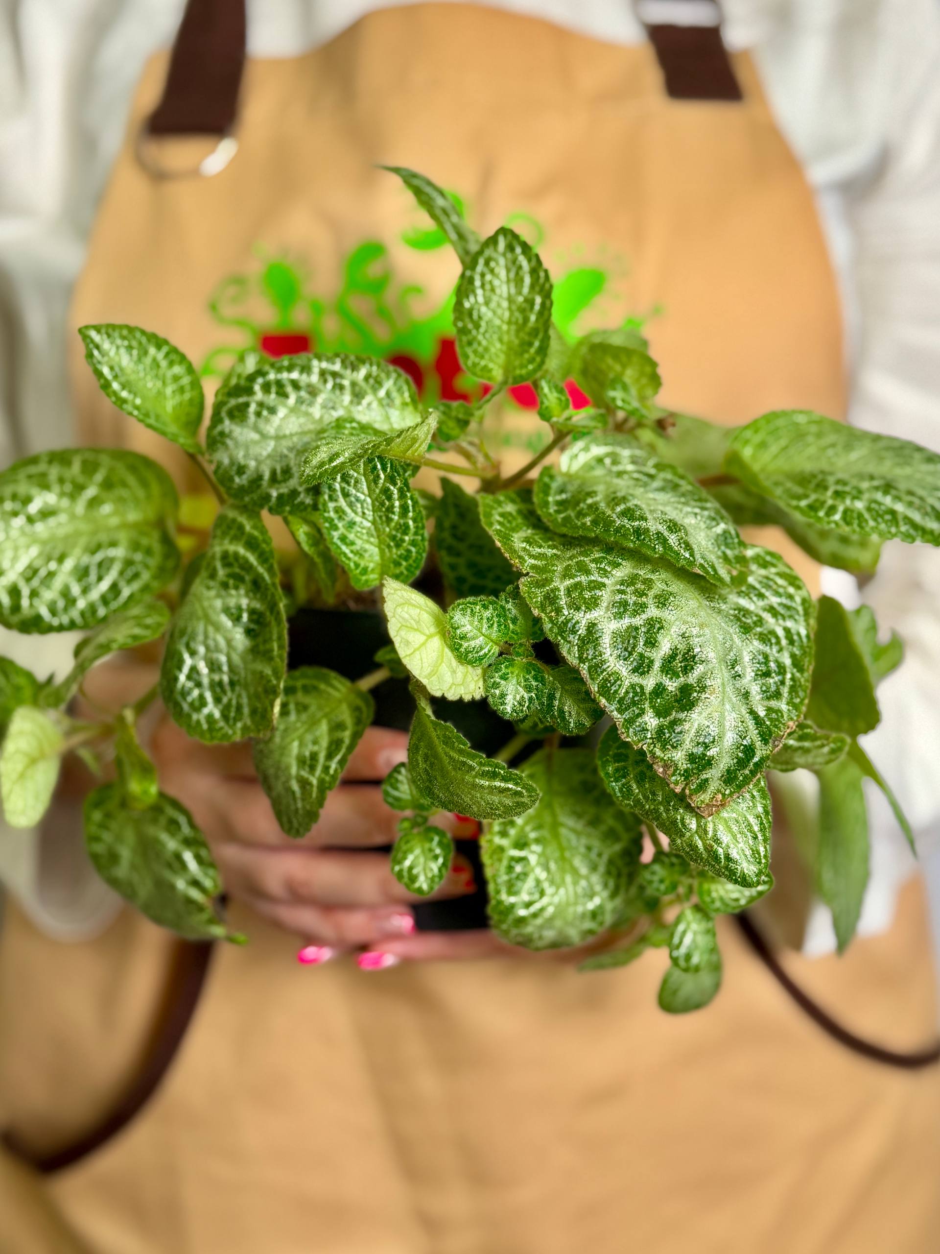 Эписция Медная Минти (Episcia Cupreata Minty) D12см