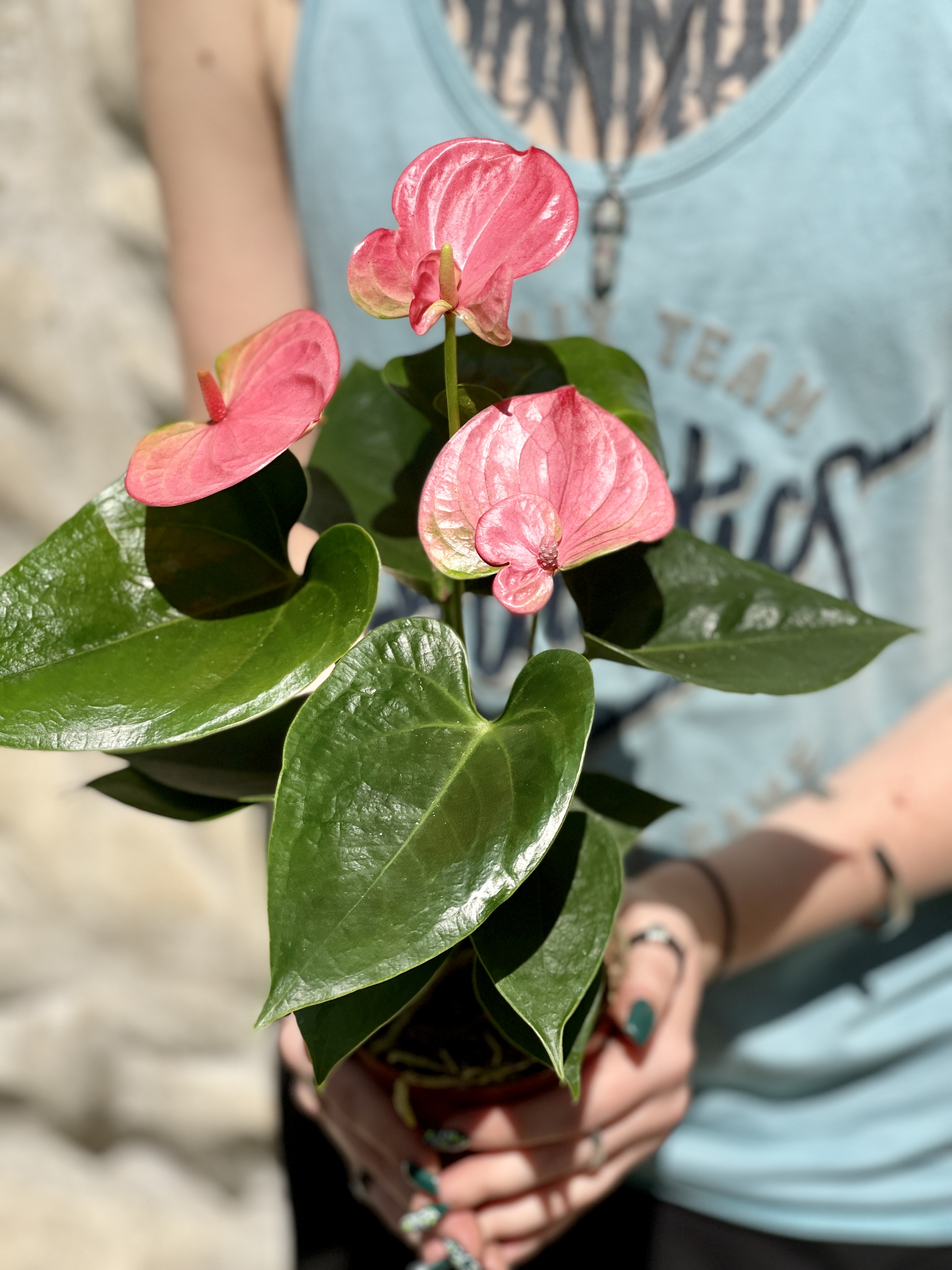 Антуриум Андре Пинк, или Розовый (Anthurium Аndraeanum Pink) D9см