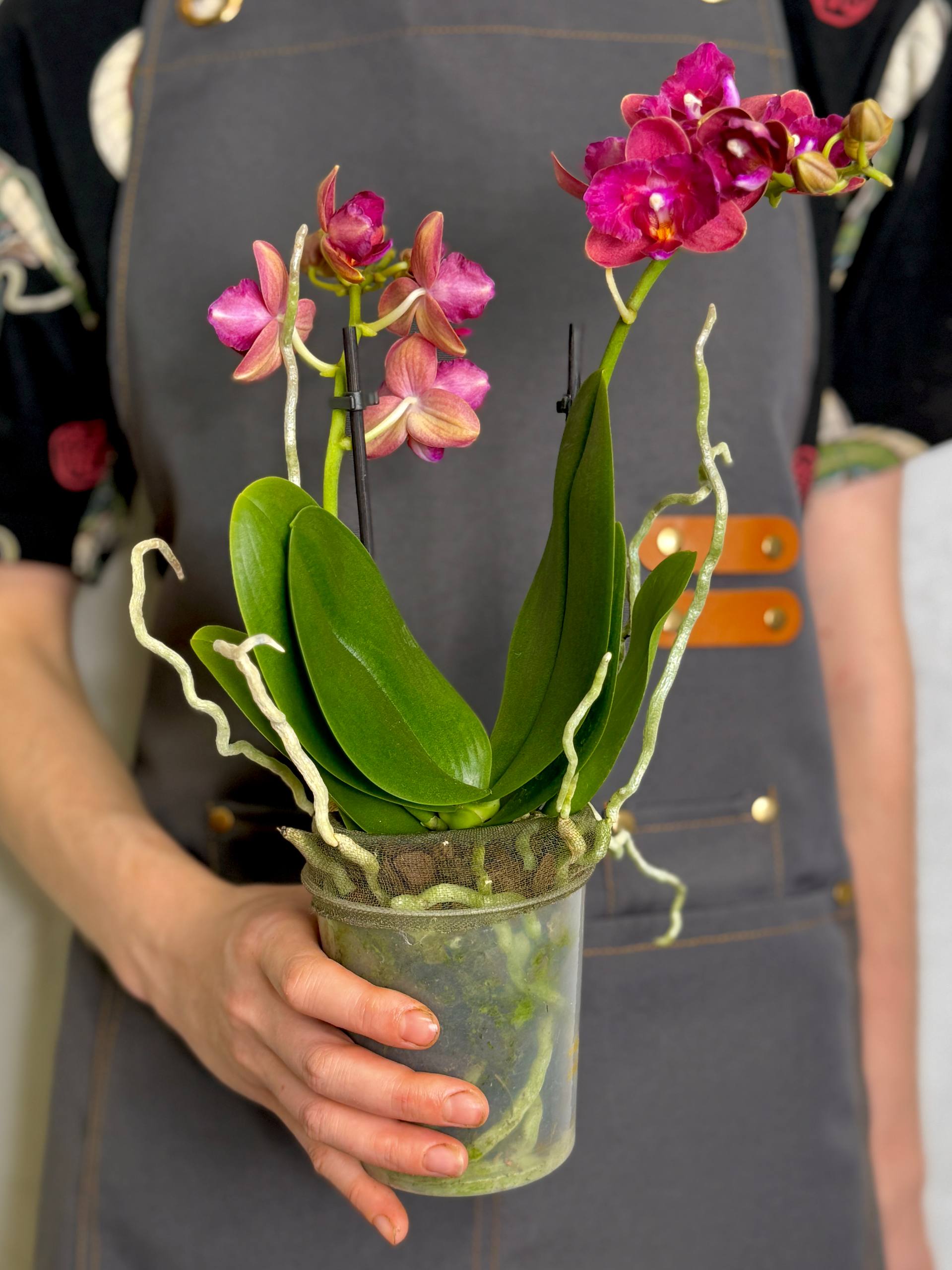 Орхидея Фаленопсис Алиса (Phalaenopsis Alice) D9см