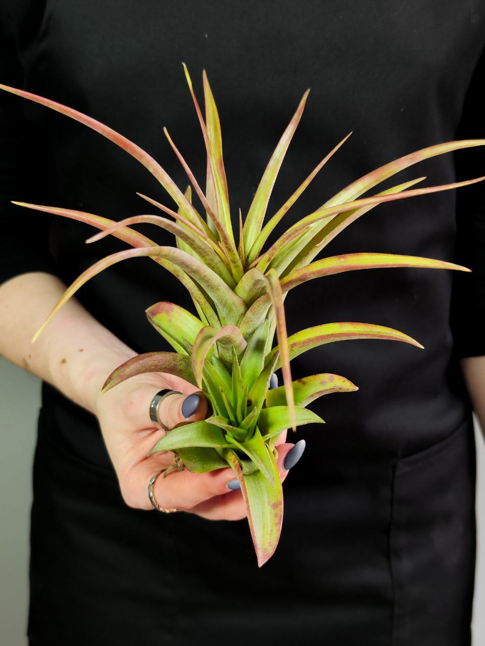 Тилландсия Мэджик XL (Tillandsia Magic XL)