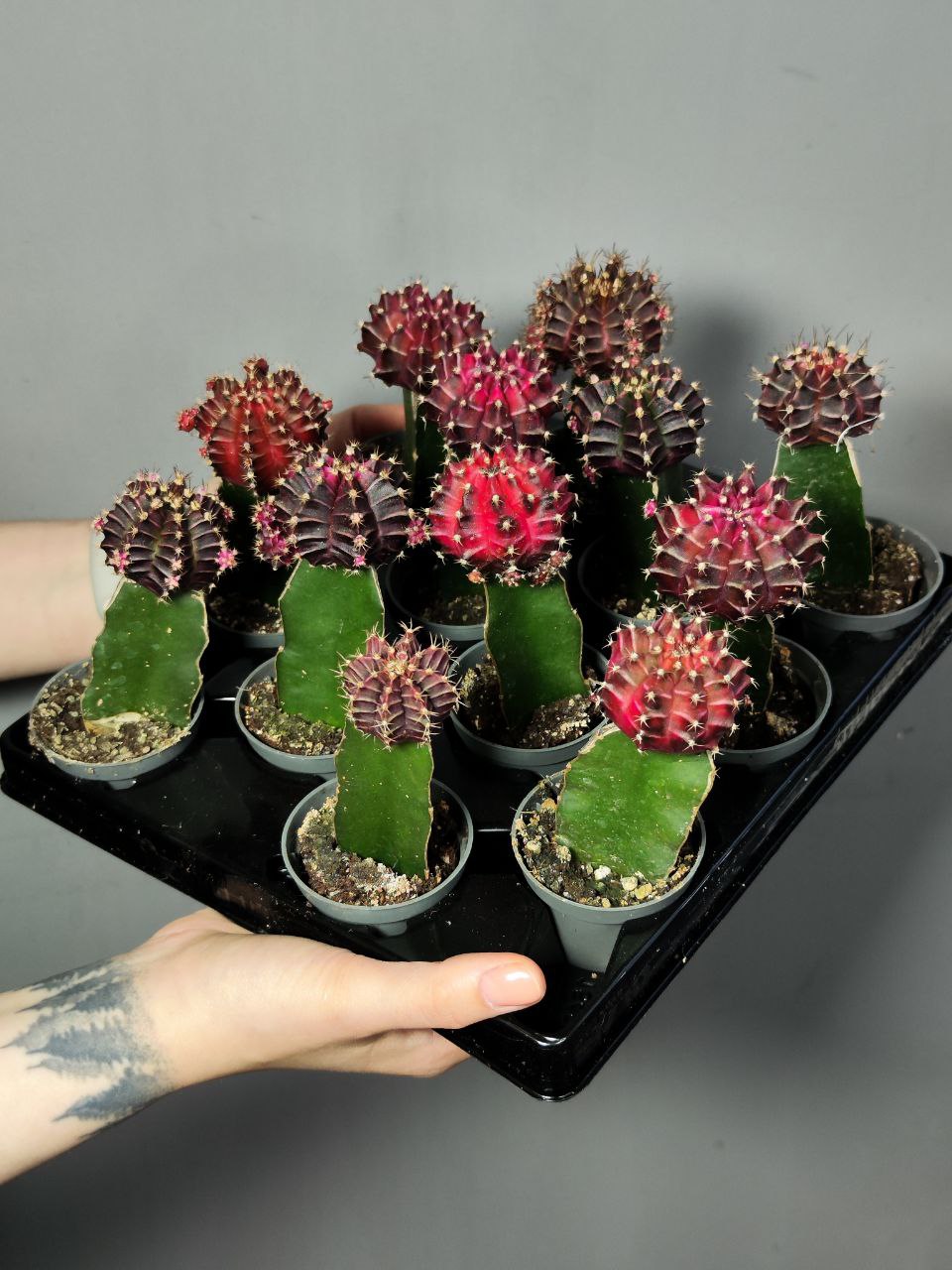Кактус Гимнокалициум Михановича Бордовый (Gymnocalycium Mihanovichii Maroon) D5см