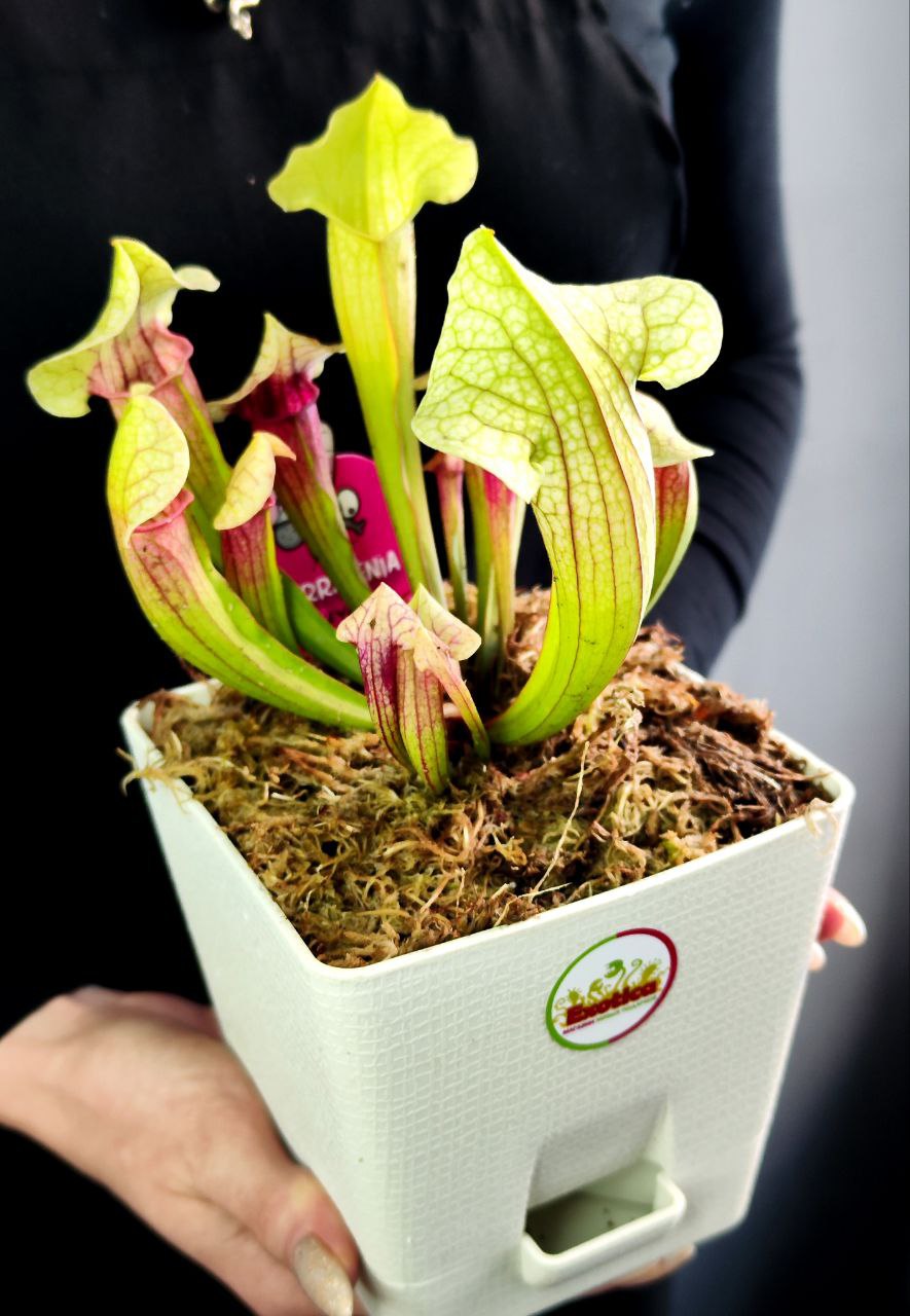 Саррацения Эва (Sarracenia Eva) пересаженная D12см