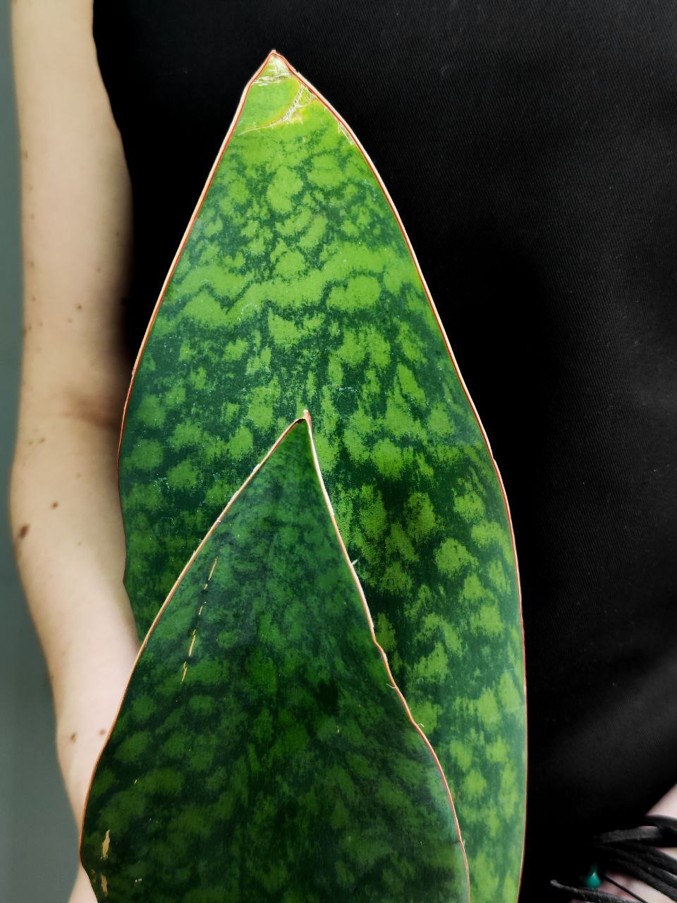 Сансевиерия Масониана Виктория Дабл (Sansevieria Big Leaves Green Double) D12см