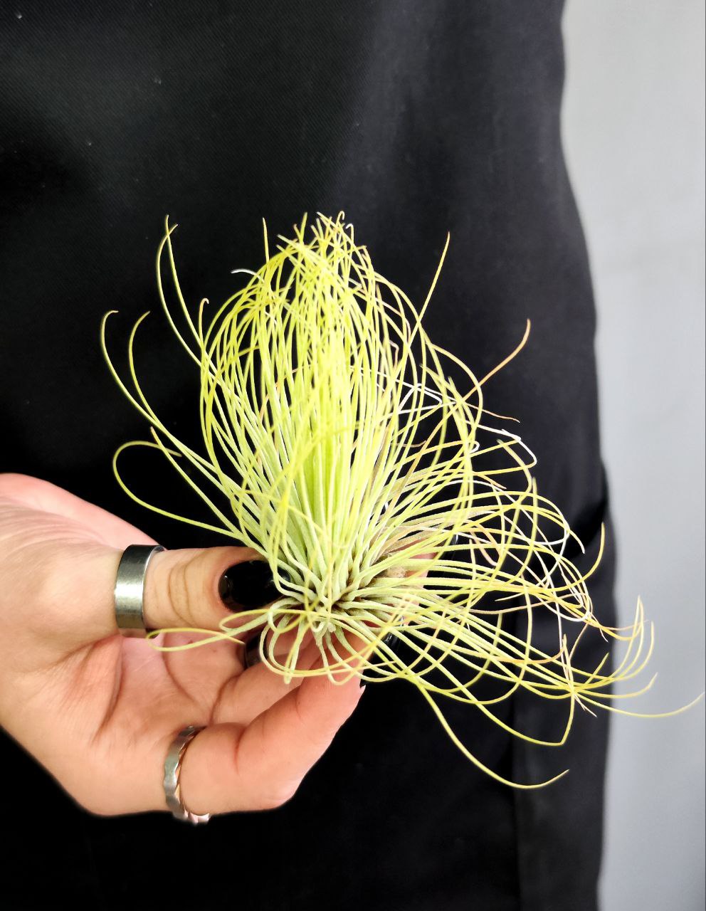 Тилландсия Андреана (Tillandsia Andreana)