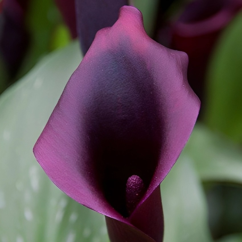 Зантедеския Фиолетоая (Zantedeschia Purple) D12см