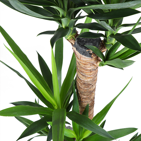 Юкка Слоновая (Yucca Elephantipes) D12см