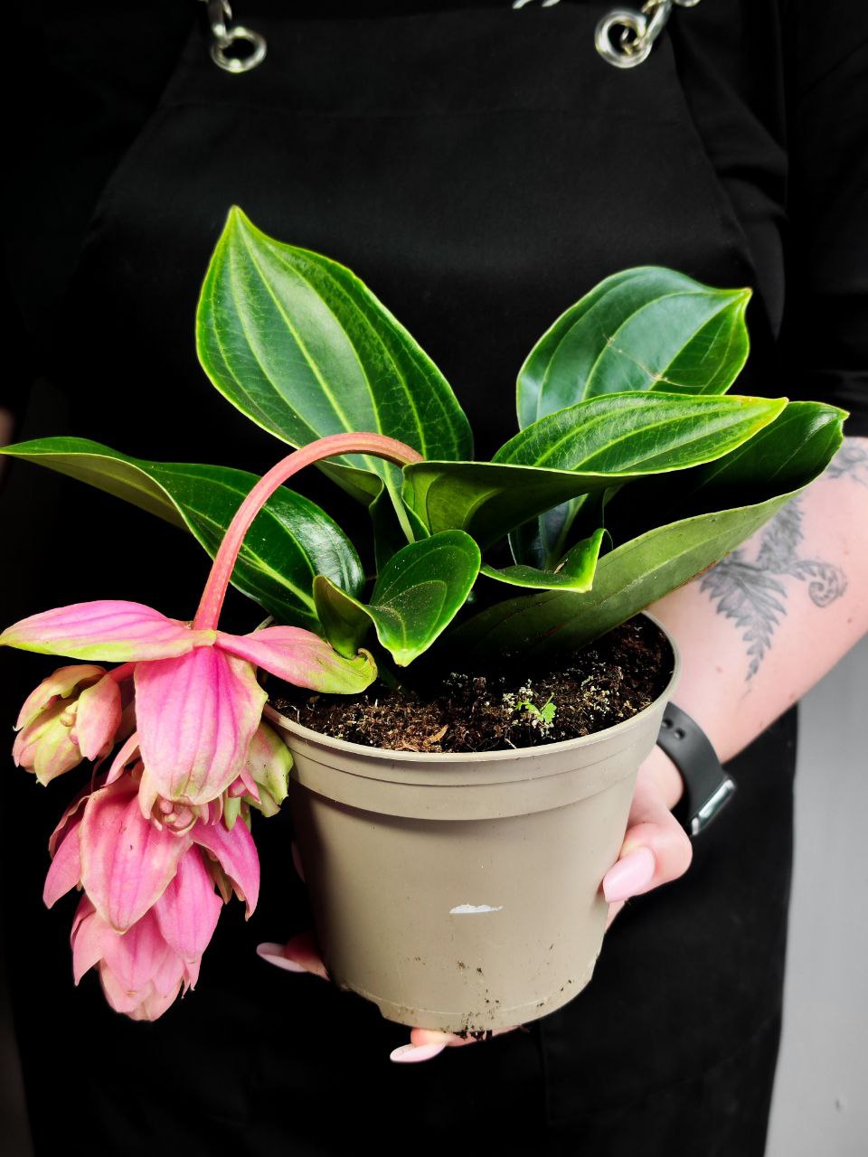 Мединилла Кэнди Пикколино (Medinilla Candy Piccolino) D14см
