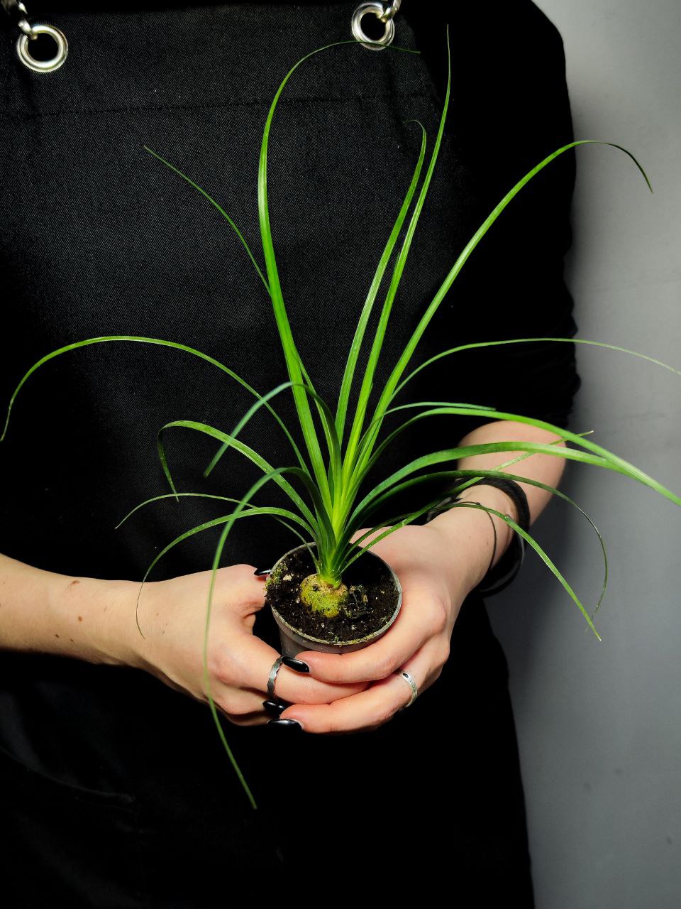 Нолина Бокарнея (Beaucarnea Nolina) D6см