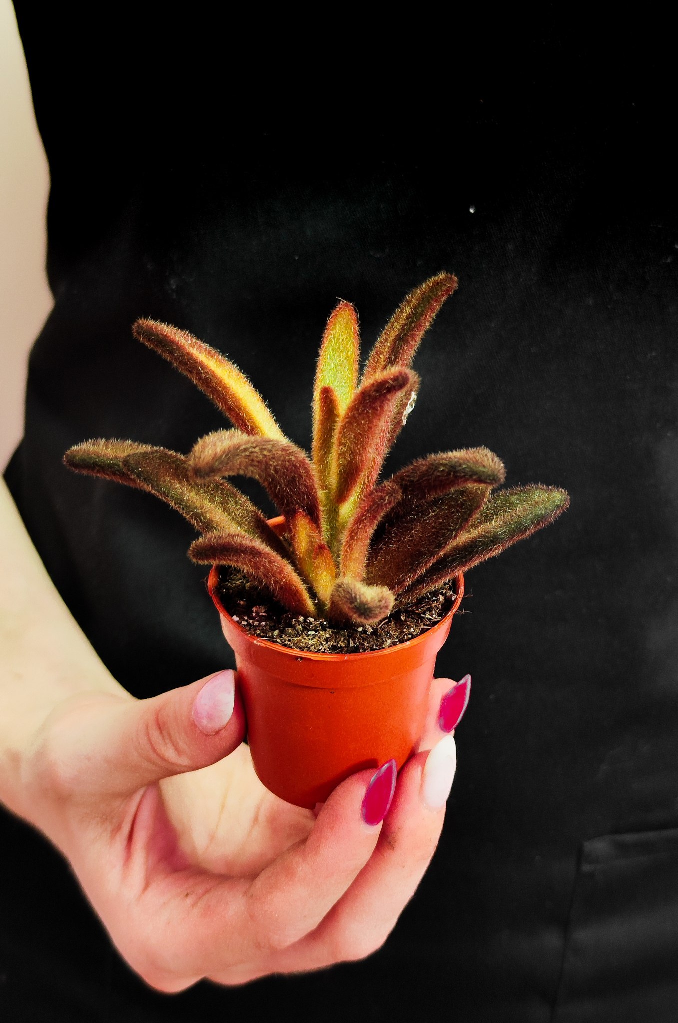 Каланхоэ Войлочное Шоколадный Солдат (Kalanchoe Chocolate Soldier) D5см