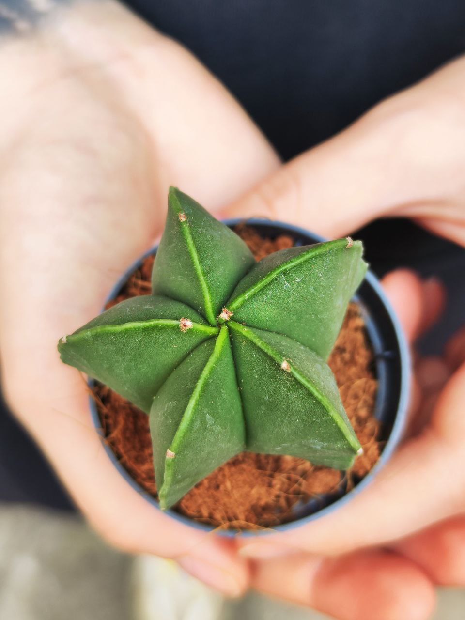 Астрофитум Мириостигма Нудум (Astrophytum Myriostigma var Nudum) D5см