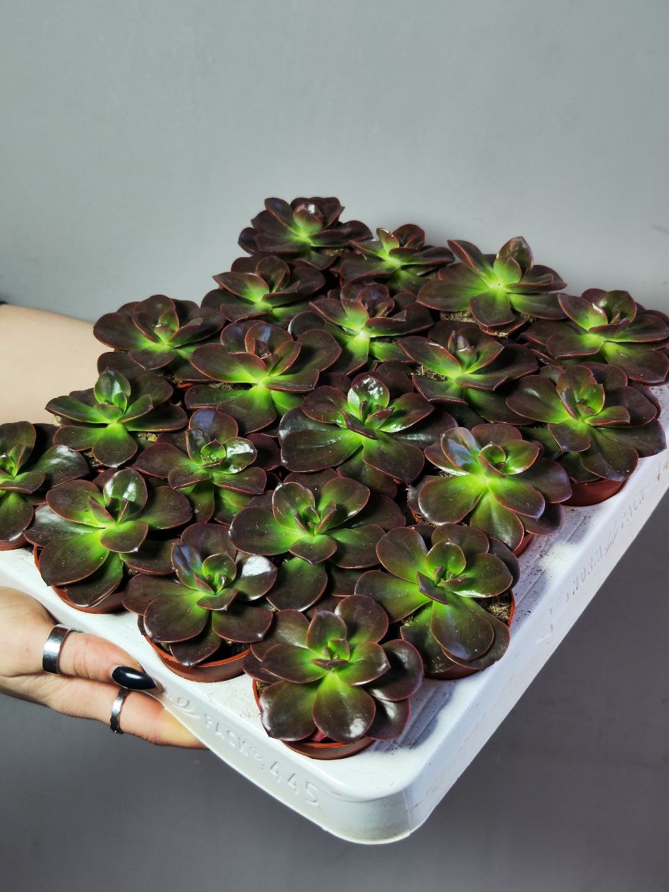 Эхеверия Блэк Мэджик (Echeveria Black Magic) D5см