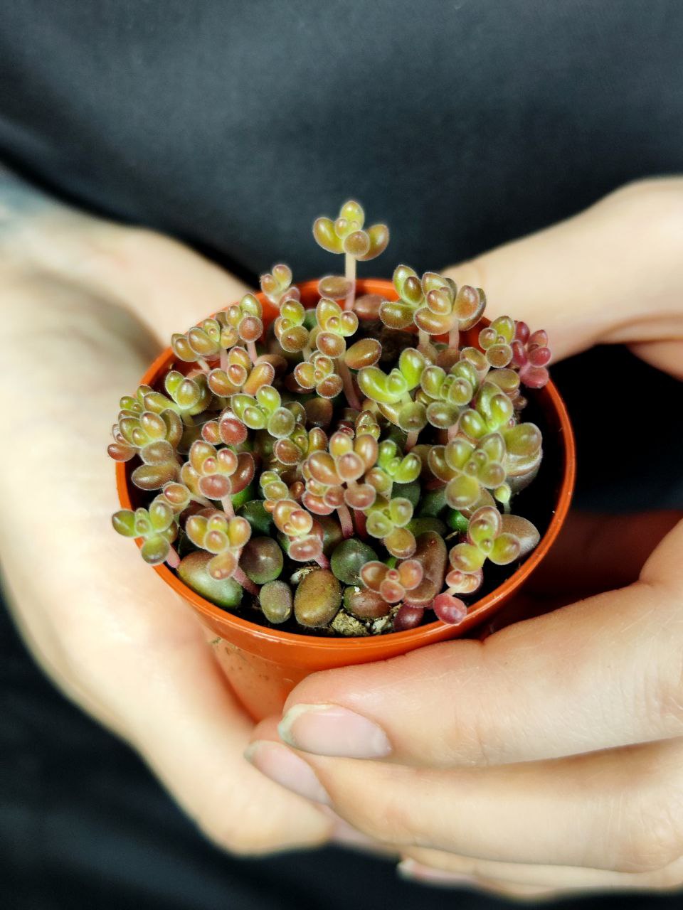 Седум Сталя  (Sedum Stahlii) D5cм