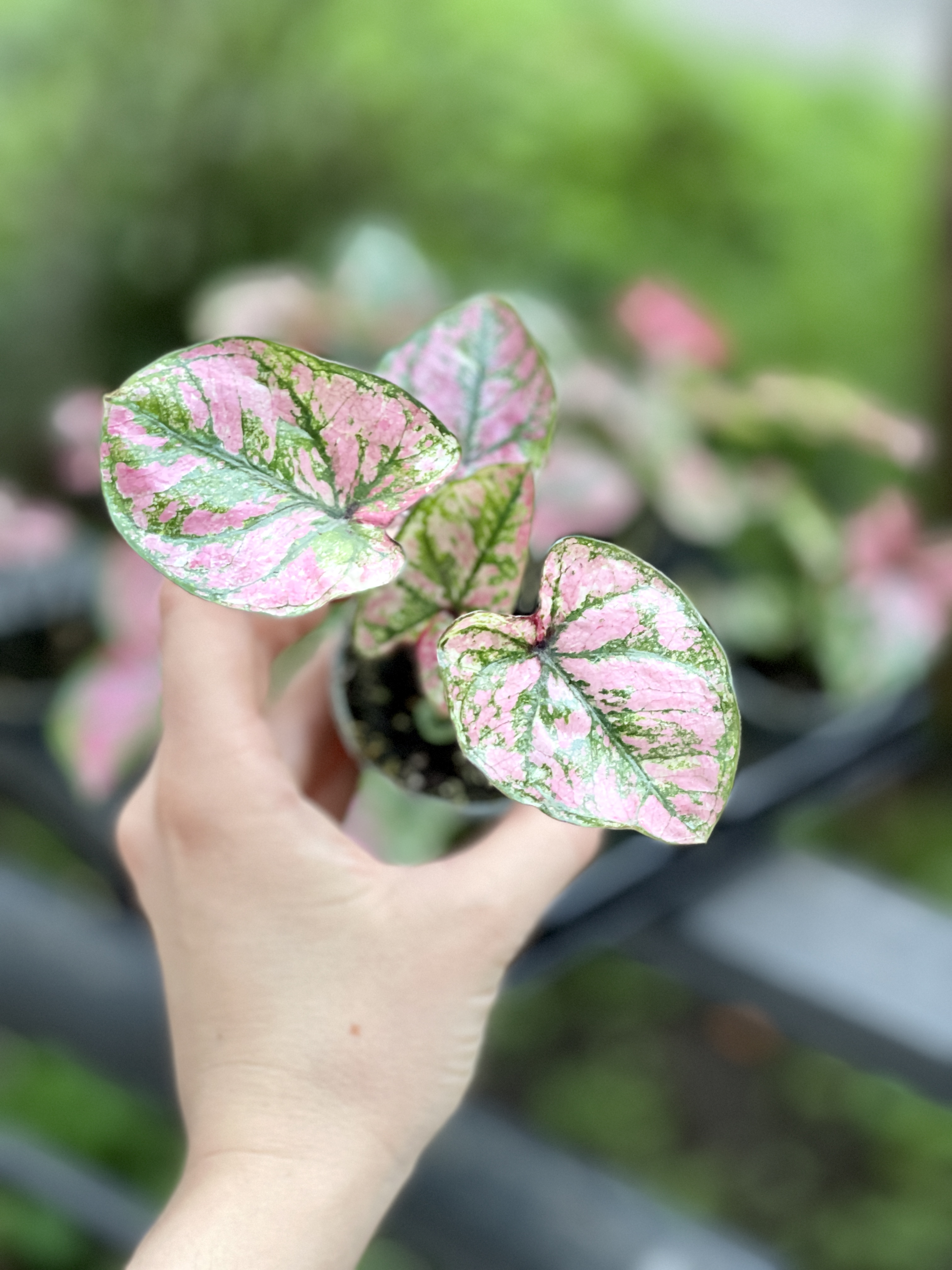 Каладиум Светло - Пурпурный (Caladium Purple Light) D6см