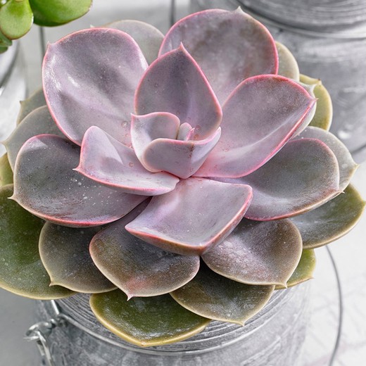 Эхеверия Перл Фон Нюрнберга (Echeveria Perle Von Nurnberg) D8,5см