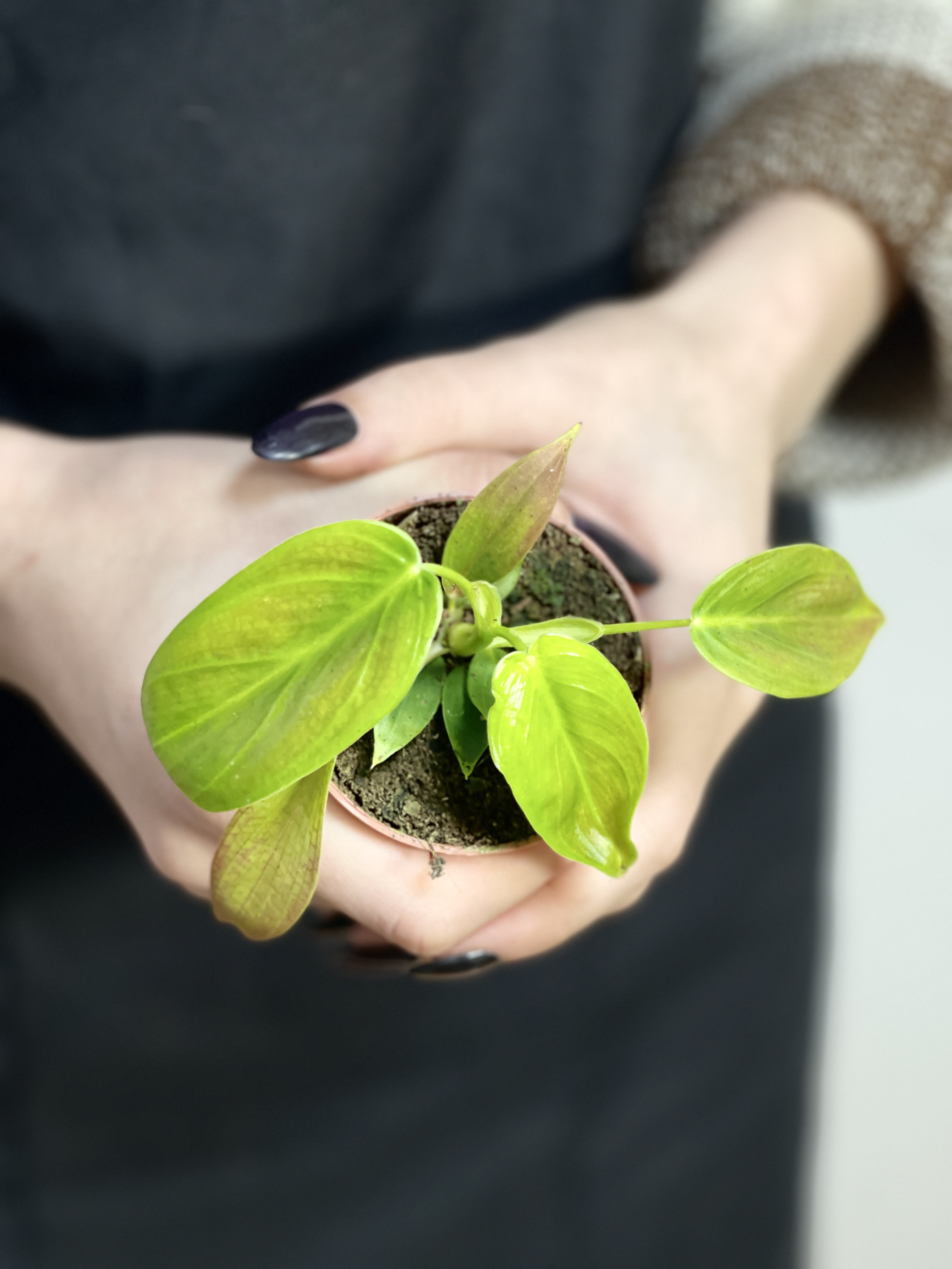 Филодендрон Эсмеральда (Philodendron Esmeralde) D6см