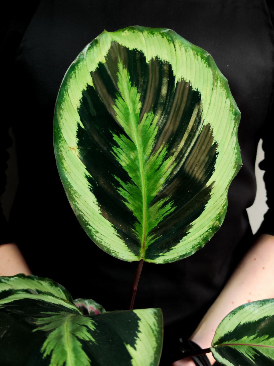 Калатея Марион Шайнстар (Calathea Marion Shinestar) D12см