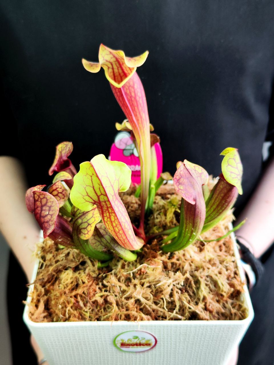 Саррацения Тесс (Sarracenia Tess) пересаженная D15см