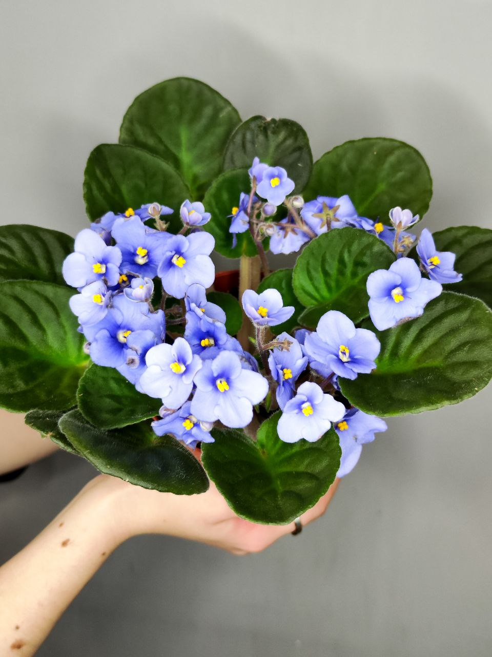 Сенполия Васильковая, или Фиалка (Saintpaulia Blue) D10см