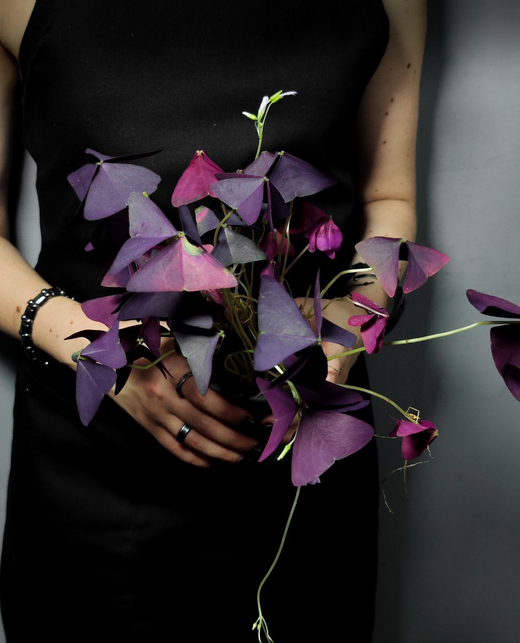 Кислица Треугольная Майк (Oxalis Triangularis Mijke) D10см