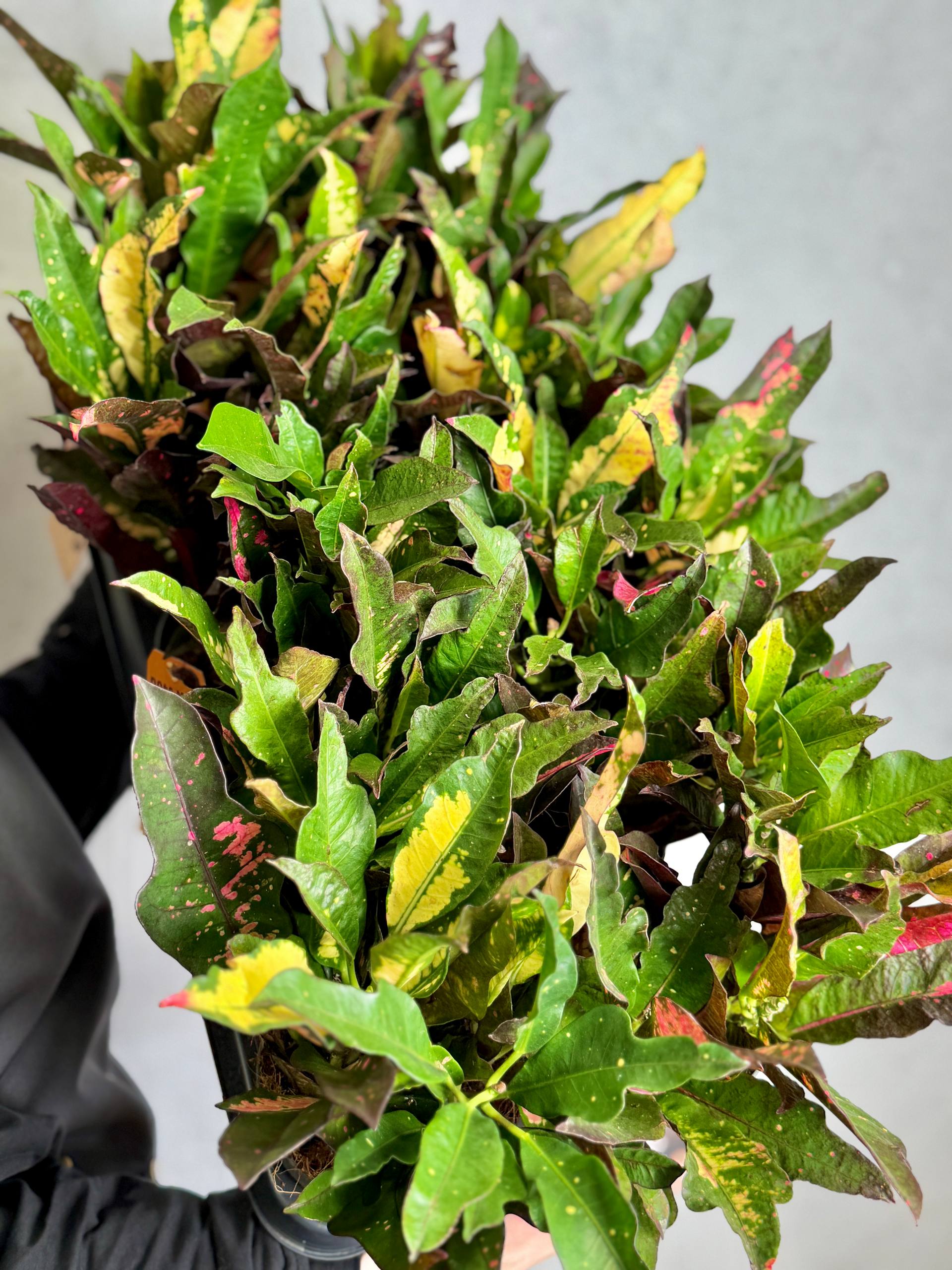 Кротон (кодиеум) Вилма (Codiaeum variegatum Wilma) D12см